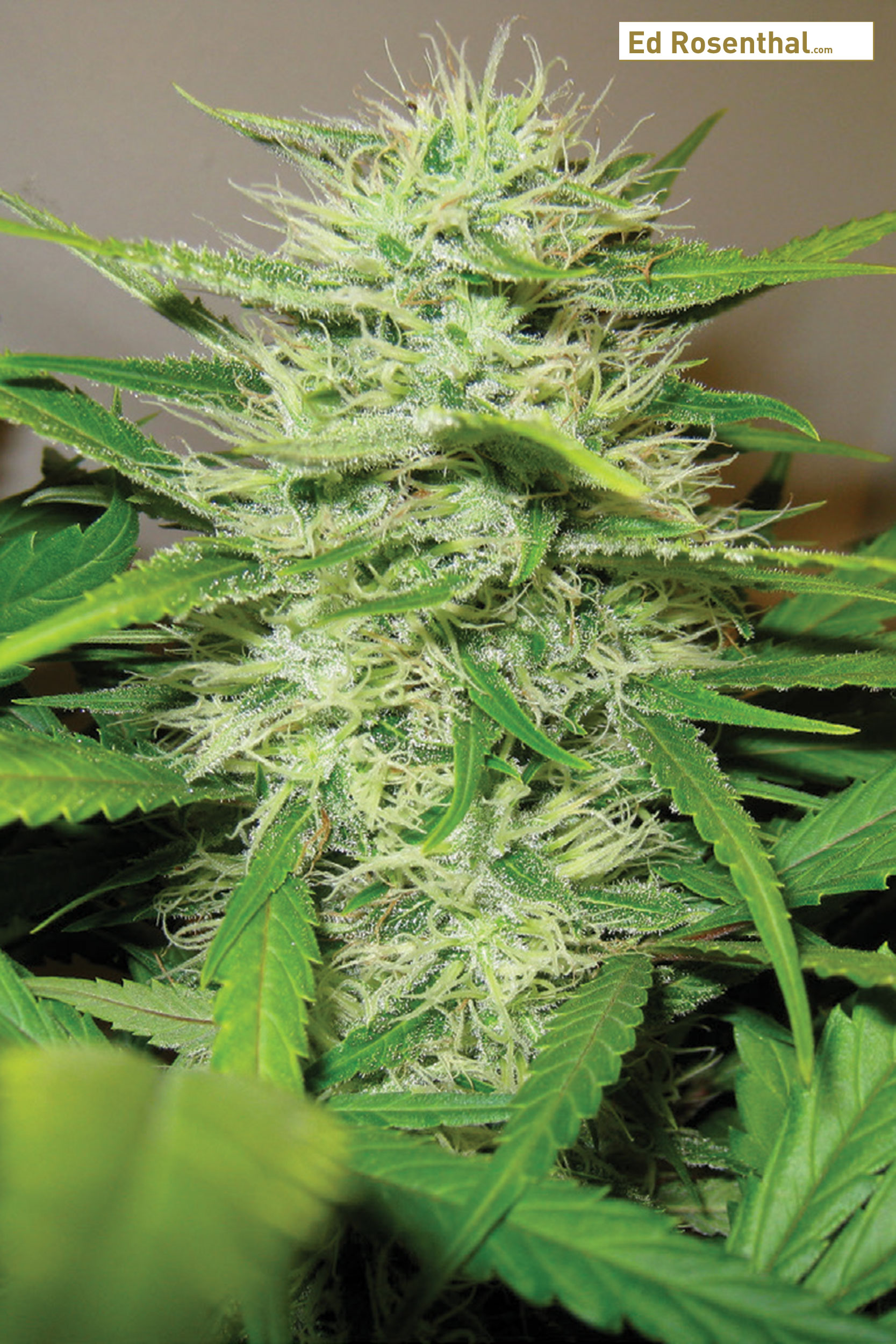 Week 6: Cannabis Bud
