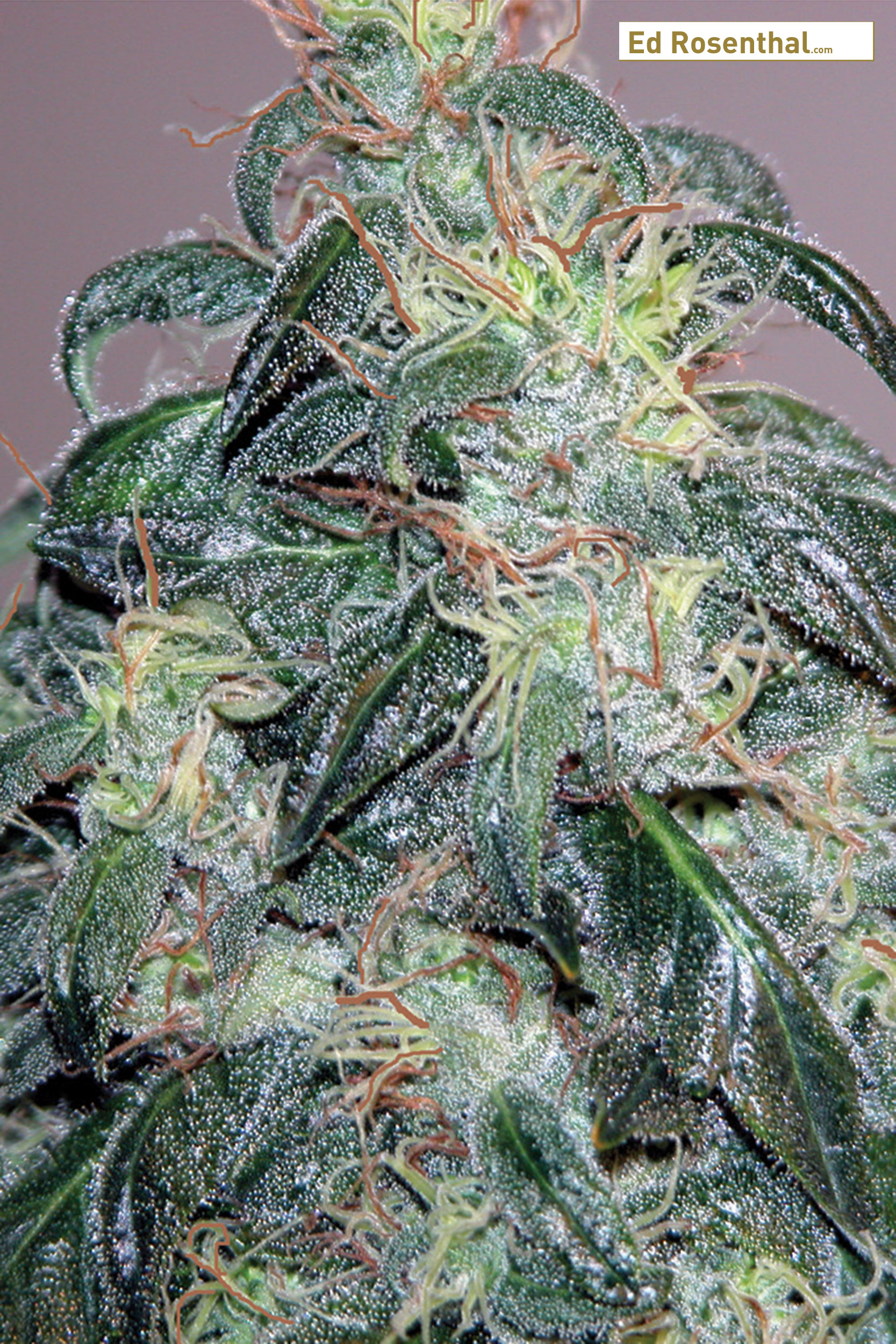 Week 7-8: Cannabis Bud