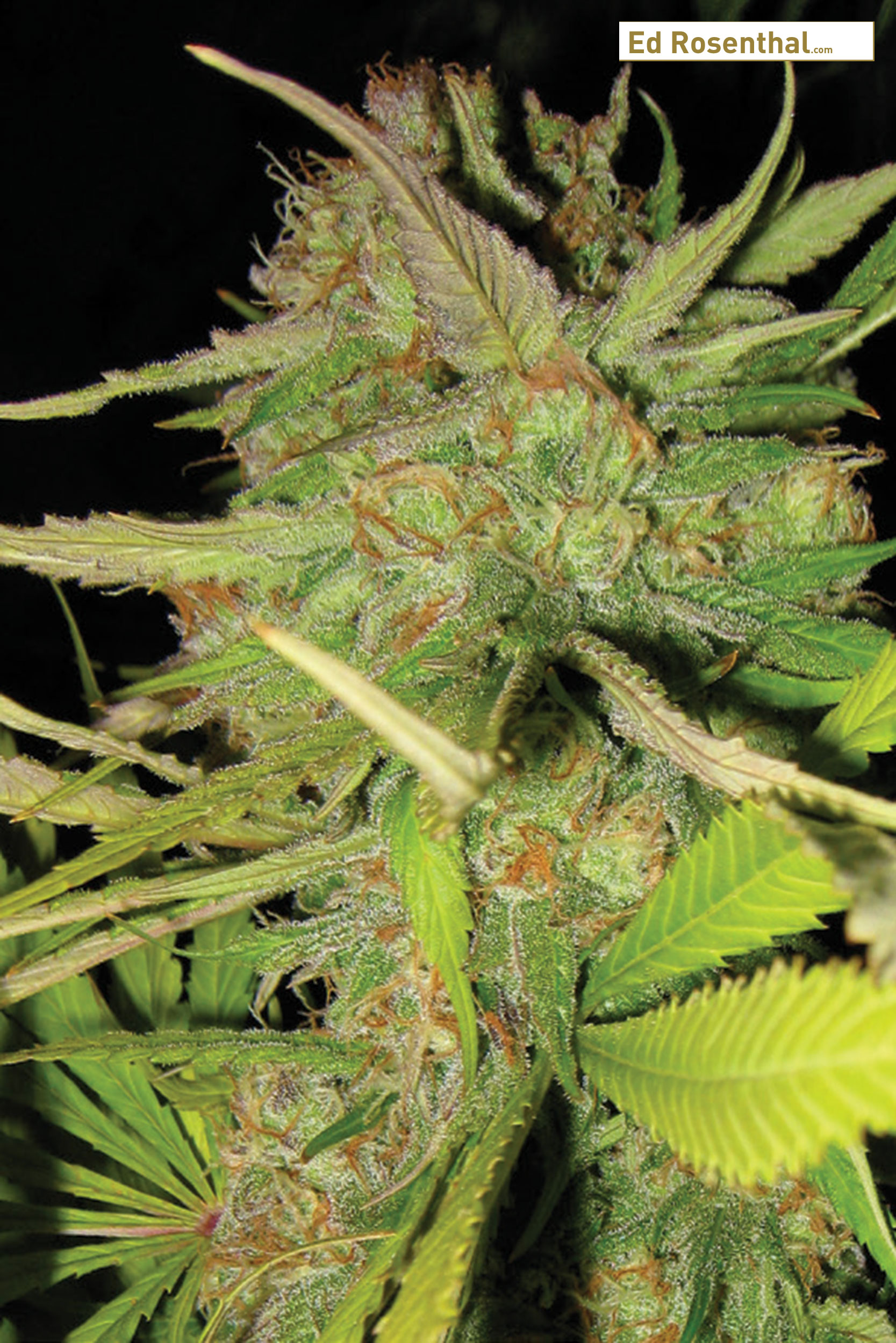 Ripe Cannabis Bud
