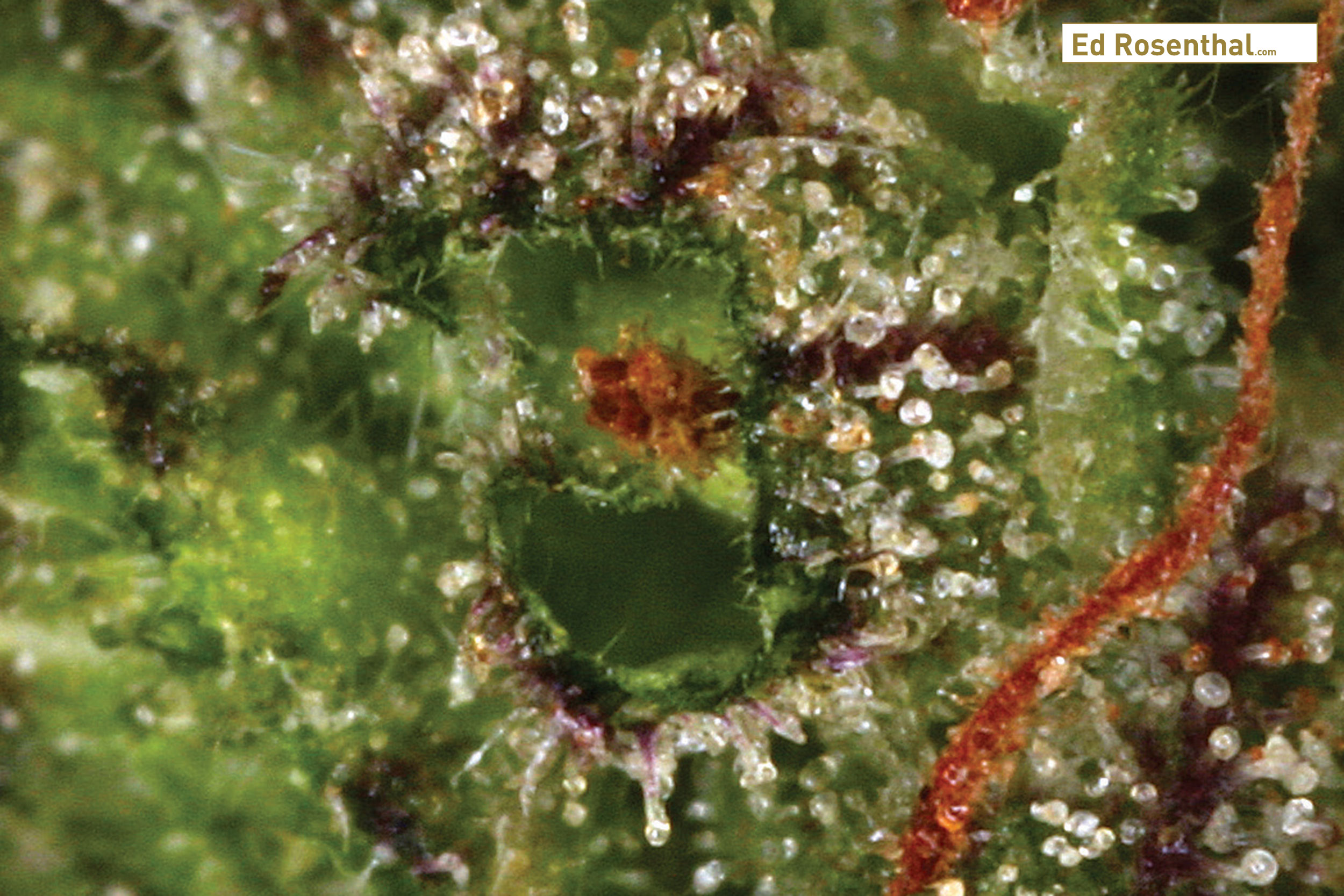 Mature trichome