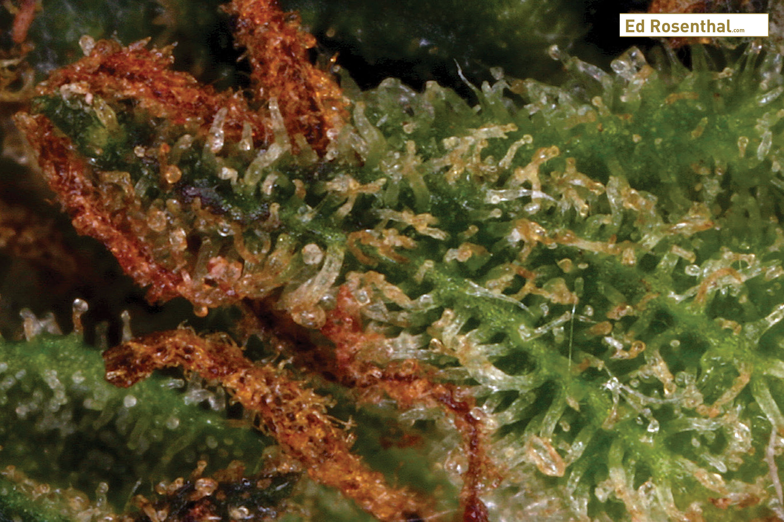 Overripe trichomes