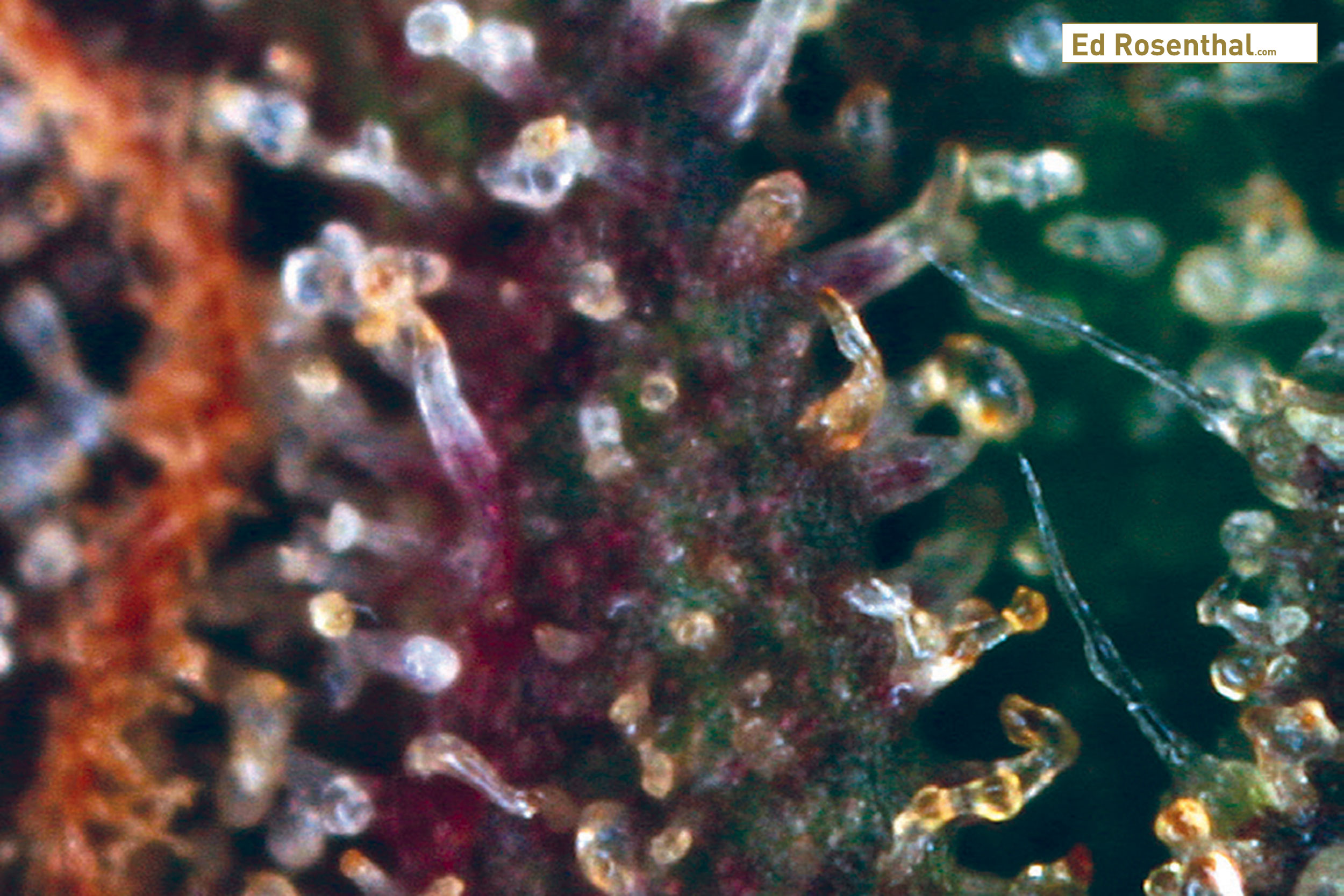 Overripe trichomes
