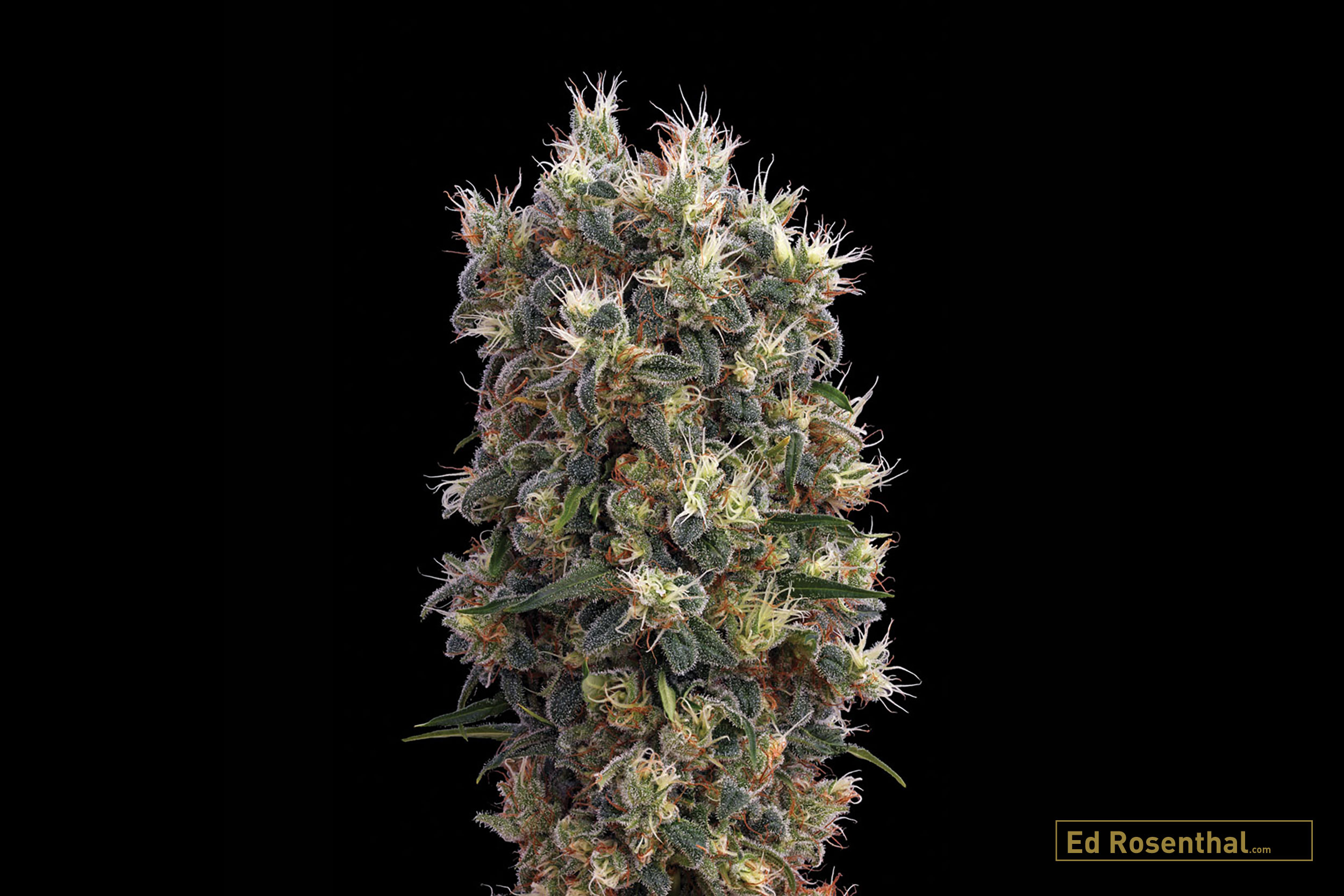The Church by Green House Seed Company.