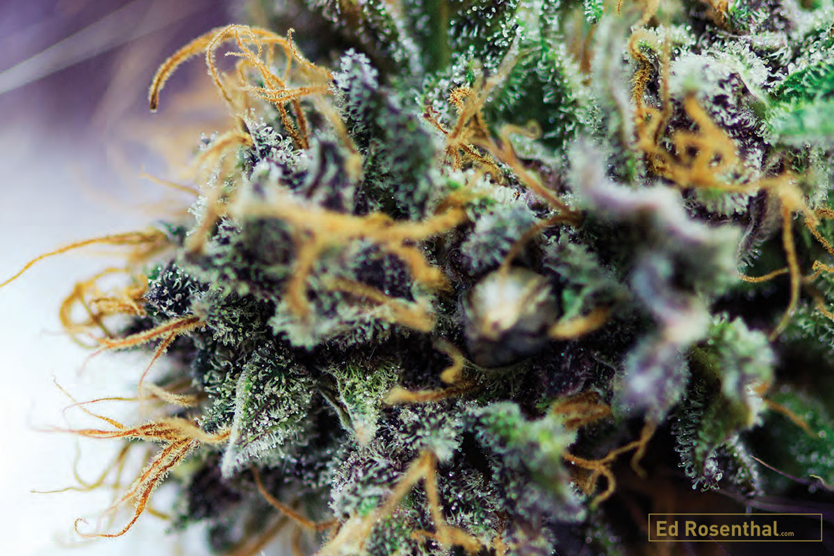 Sweet Tarts - Photo by Devils Lettuce
