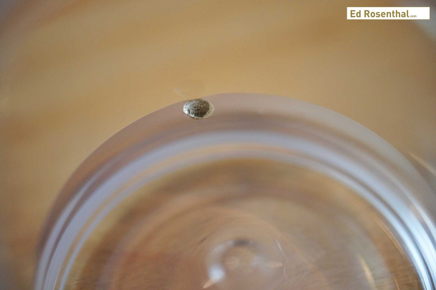 A cannabis seed soaking in distilled water. Purple Caper Seeds photo by Lizzy Cozzi.