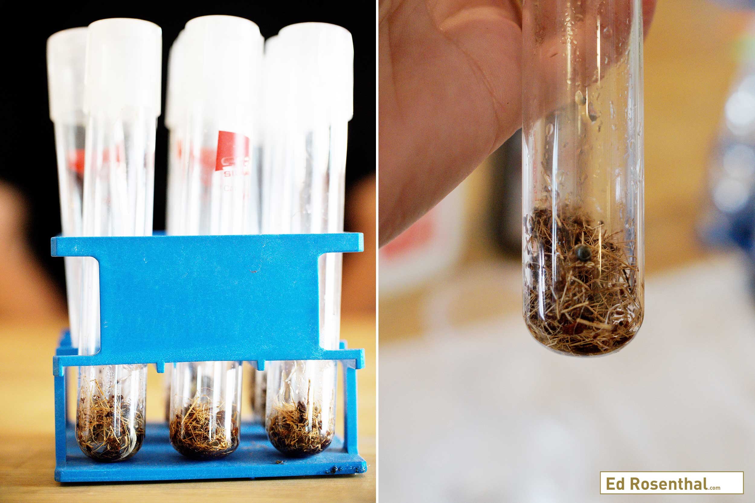 Ready to germinate cannabis seedlings: capped test tubes filled with seeds and coco coir. Purple Caper Seeds photo by Lizzy Cozzi.