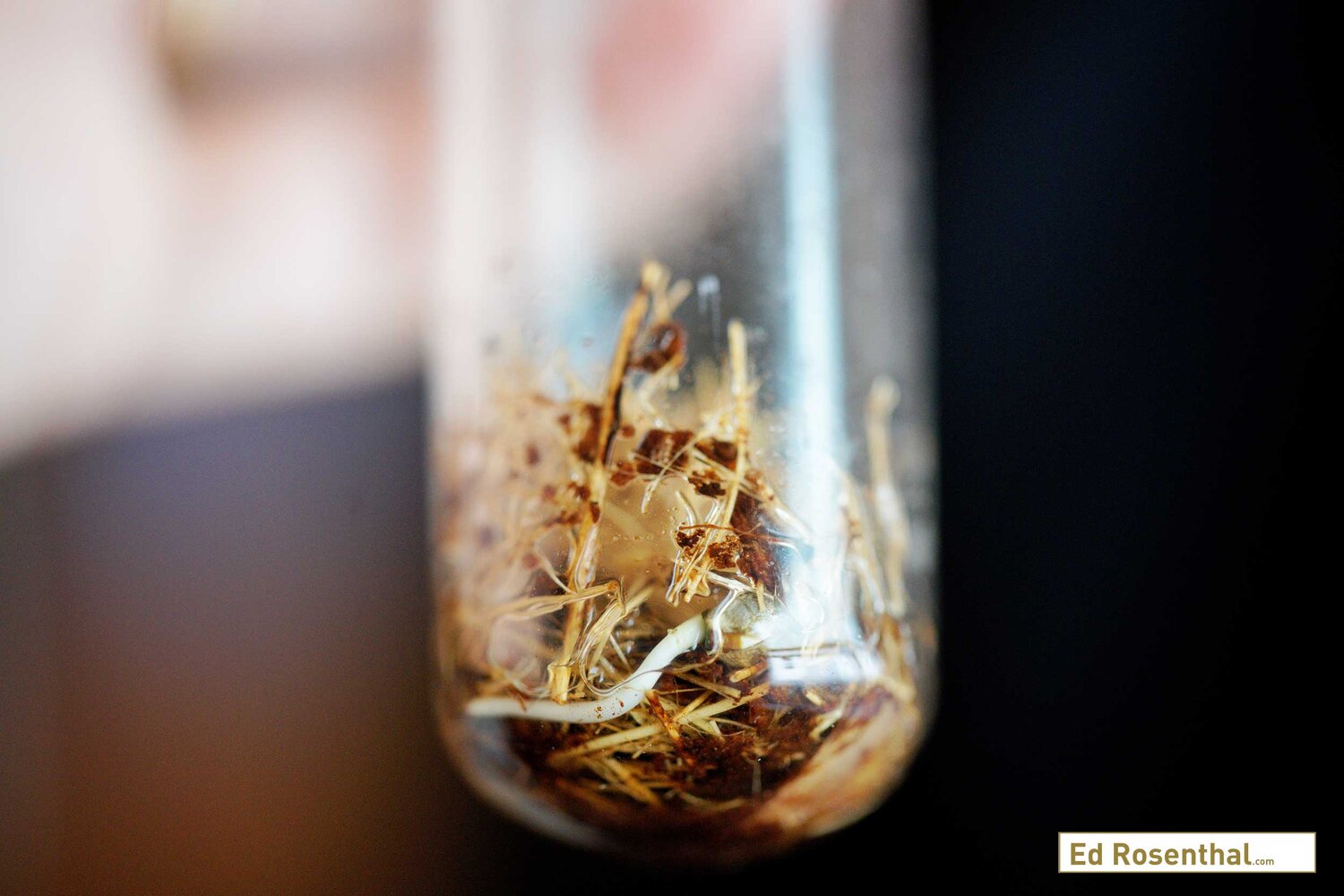 Close up of a newly sprouted cannabis seedling. Purple Caper Seeds photo by Lizzy Cozzi.