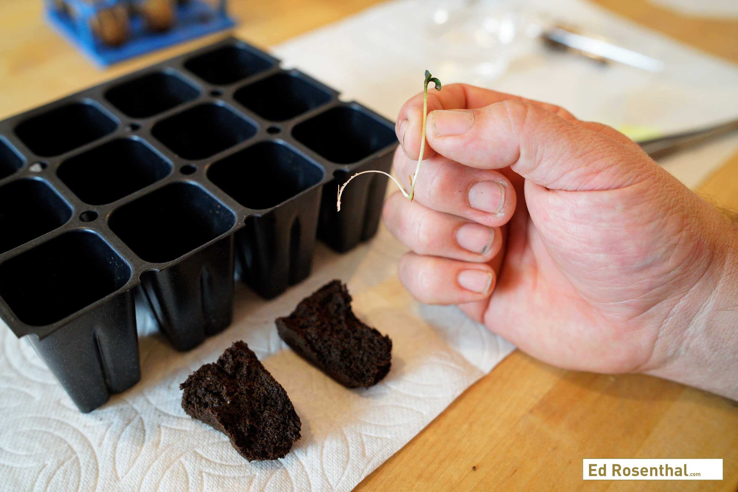 Moving the cannabis seedling to the rooting cubes. Purple Caper Seeds photo by Lizzy Cozzi.