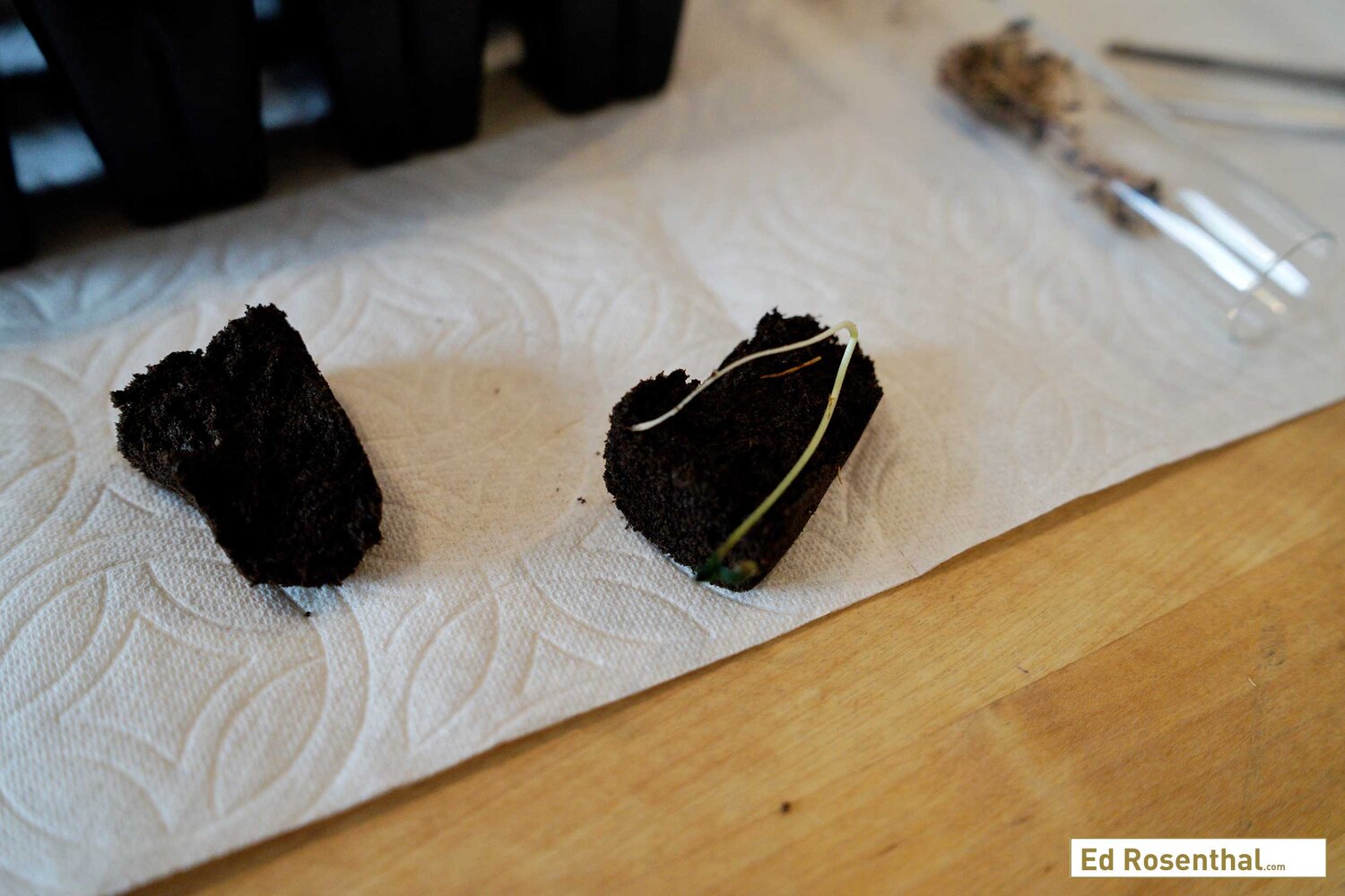 Placing the cannabis seedling in the rooting cube. Purple Caper Seeds photo by Lizzy Cozzi.