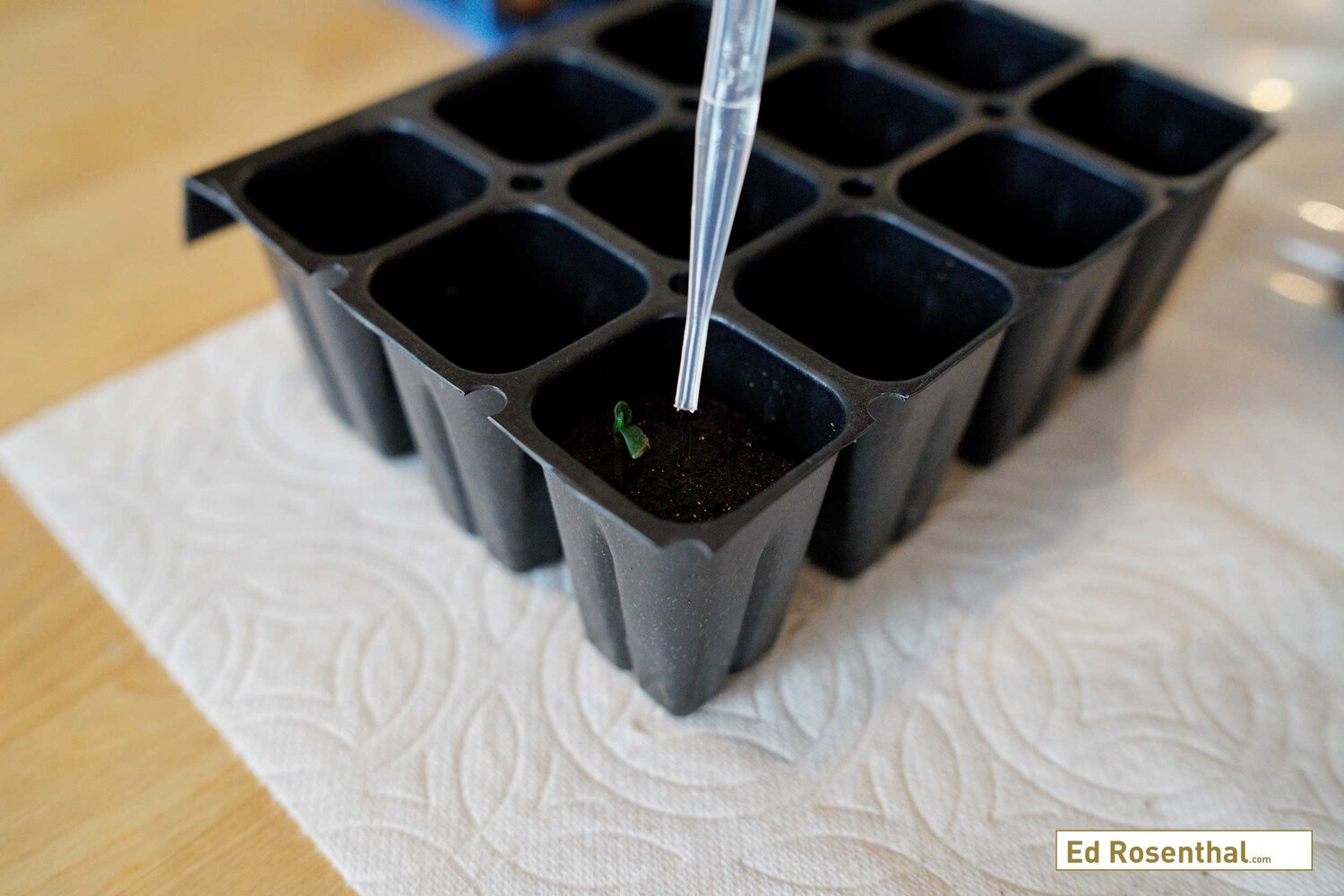 The cannabis seedling and rooting cube are placed in the tray. Purple Caper Seeds photo by Lizzy Cozzi.