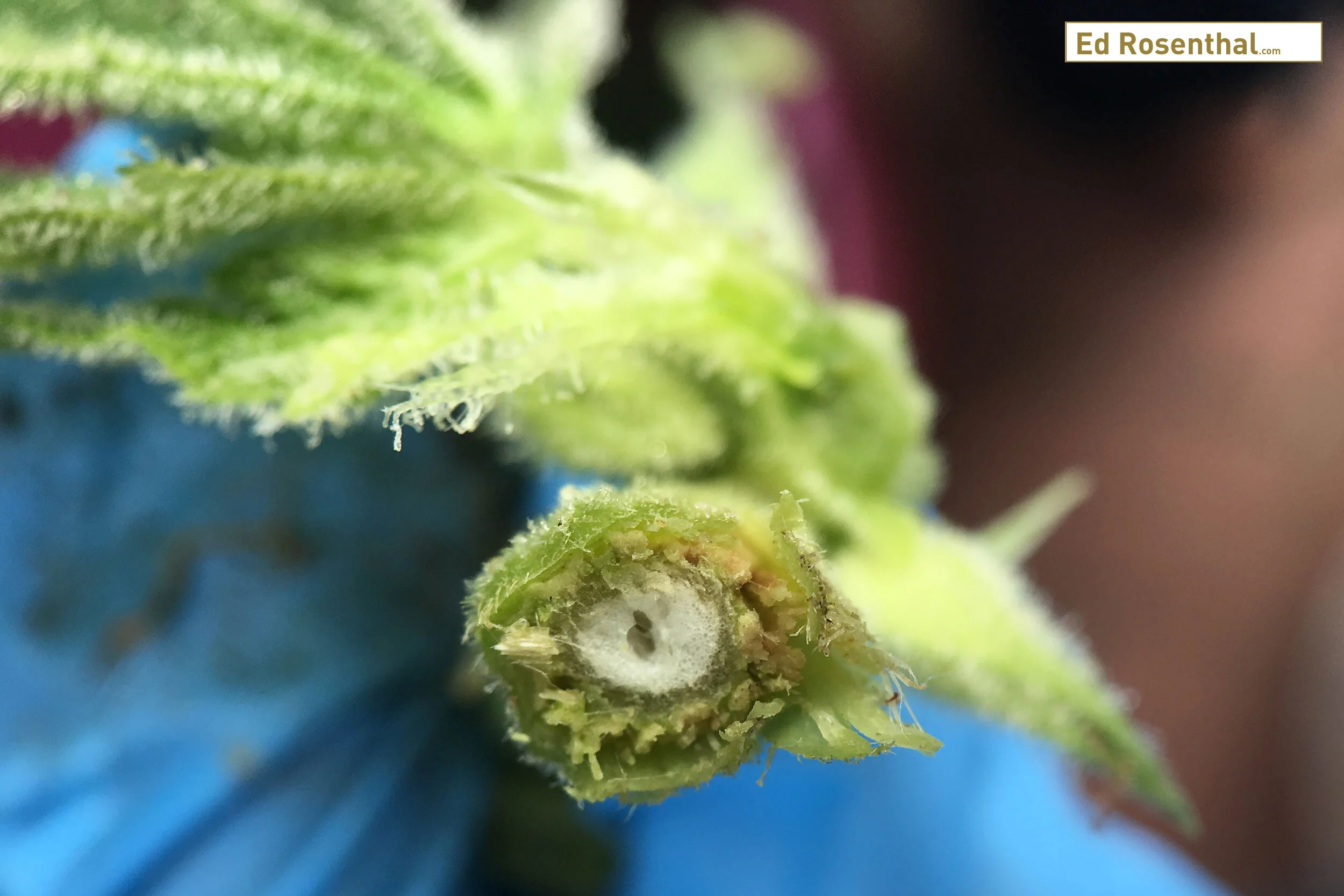 Mold in the cannabis stem.
