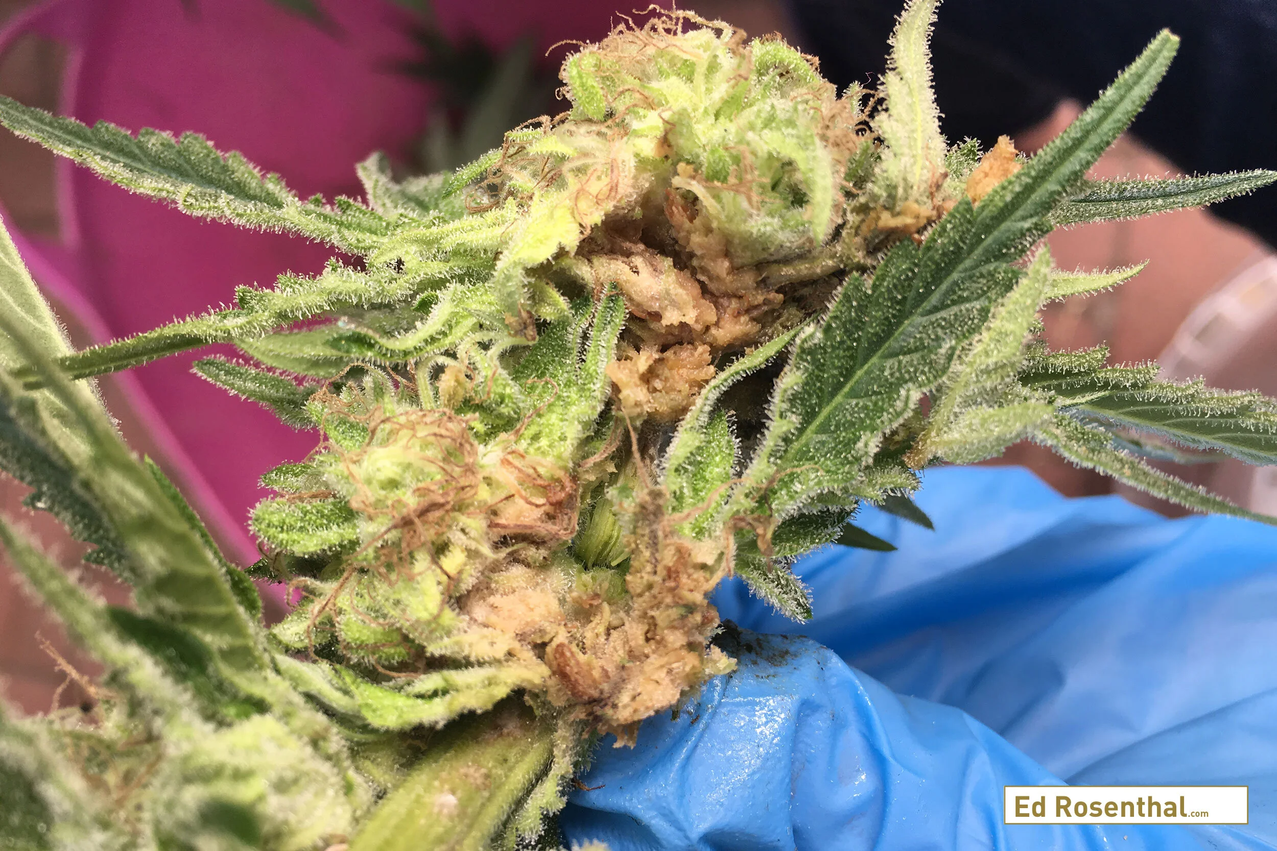 Brown mold on cannabis bud.