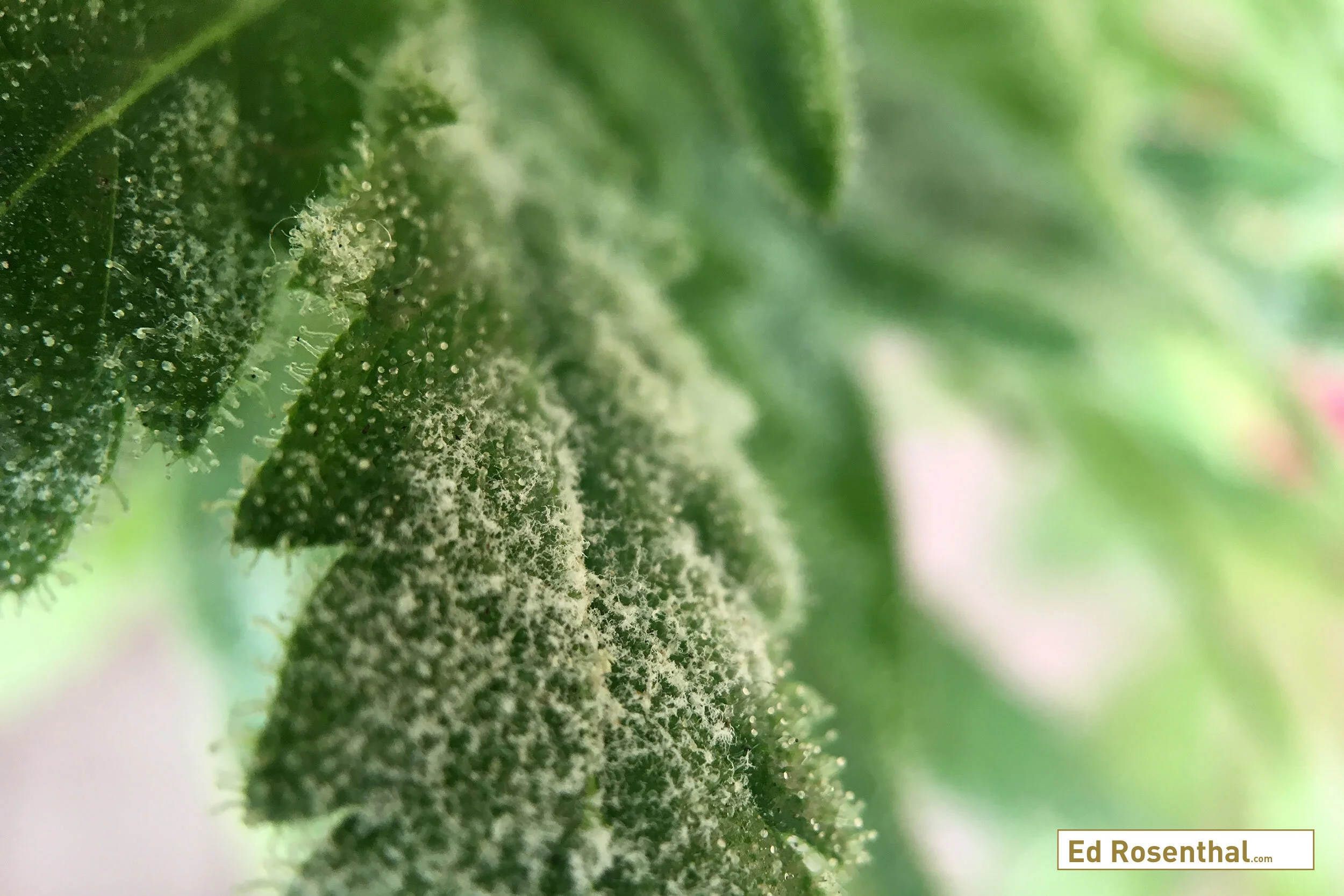 White Mold On Buds While Drying The dangers of microbial contaminants in cannabis and how to prevent