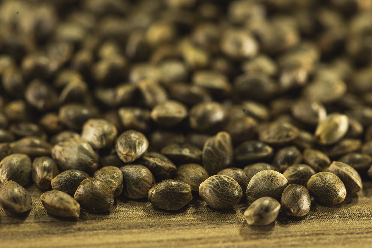 cannabis seeds