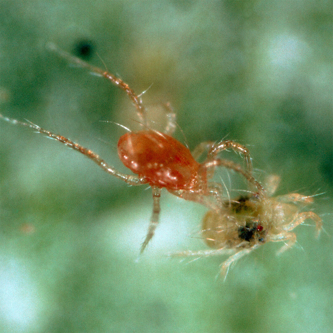 phytoseiulus persimilis 1080x1080.jpg