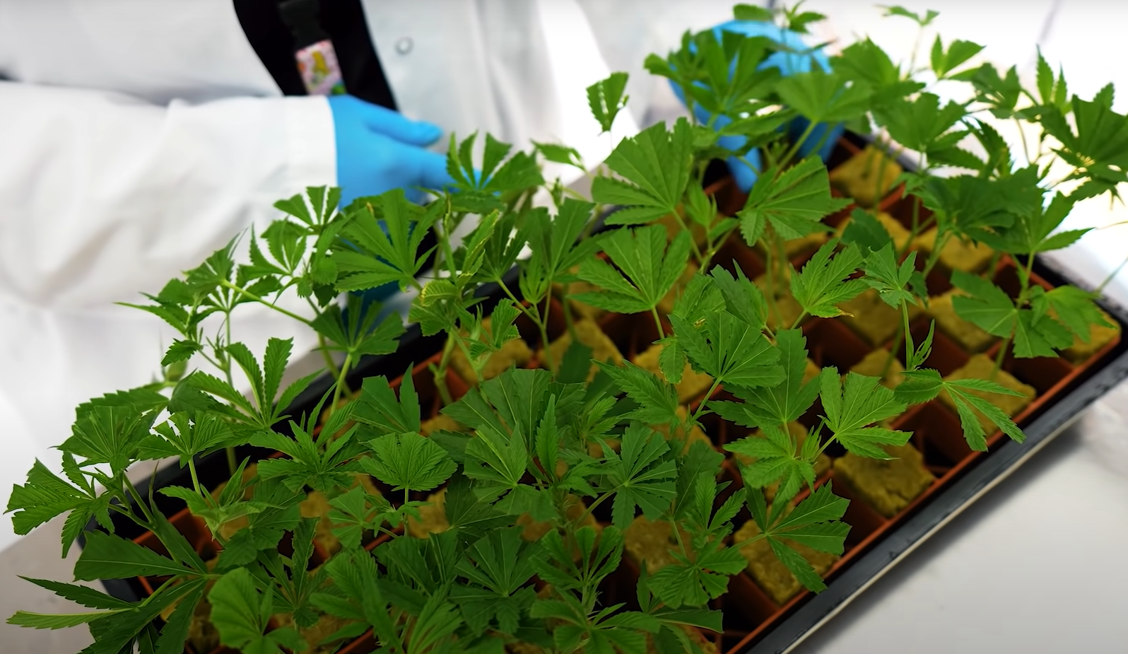 Perfecting the Propagation of Cannabis Cuttings By Douglas R. Jacobs