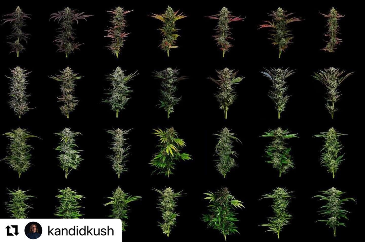 Here is a gorgeous set of editorial shots by one of the best photographers in the field @kandidkush - something enjoy during the weekend 💚 
・・・
Nestled in the back hills and redwoods of southern Mendo you&rsquo;ll find Higher Heights. 

Nate&rsquo;s