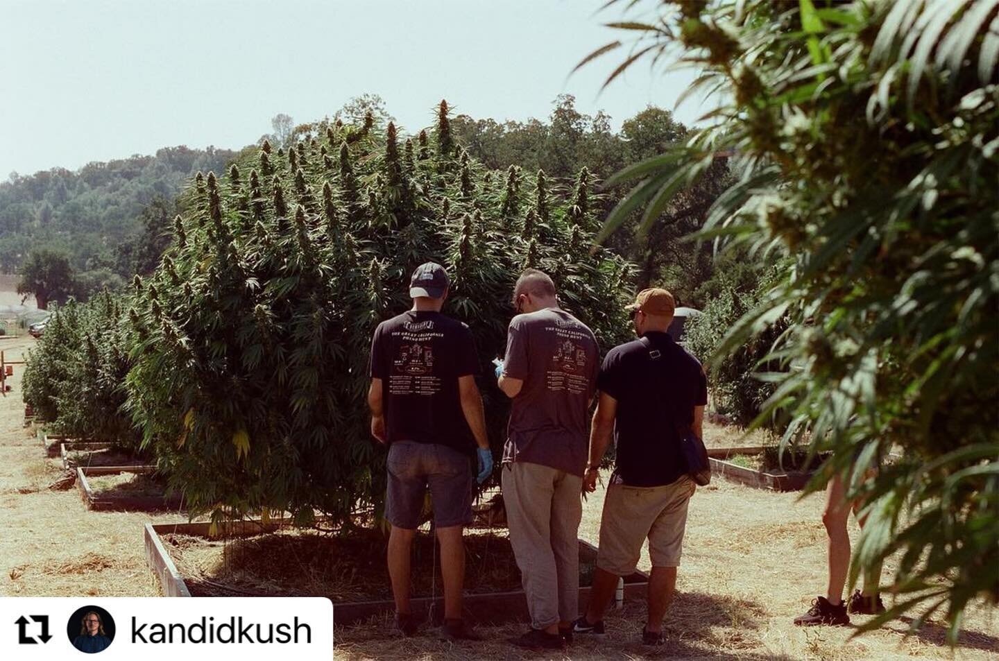 Another awesome editorial flight by @kandidkush 
・・・
These next few posts are a mix of 35mm &amp; 120mm film capturing the magic of the @thehumboldtseedcompany 2023 mega pheno hunt! 

This event brought people from all over the world to participate, 