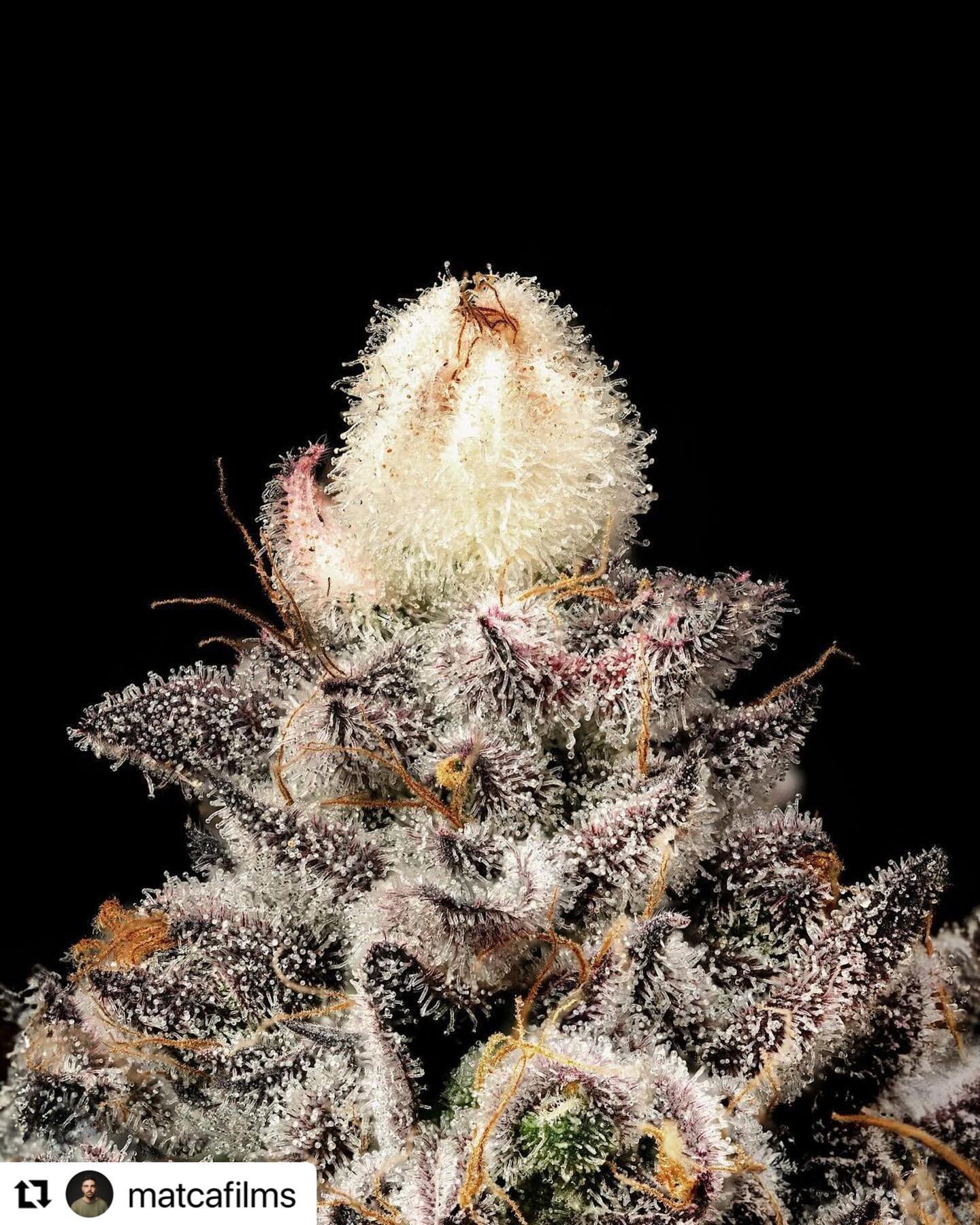 Something special for the weekend my friends - swipe for full effect 💚🔥💚
・・・
ZAZA 🤍

Grow x @maulamonica 
🧬 @flowersandterps._ x @mountainseeds 
📸 @matcafilms 

It&rsquo;s always fun to photograph exotic and great genetics 🤍