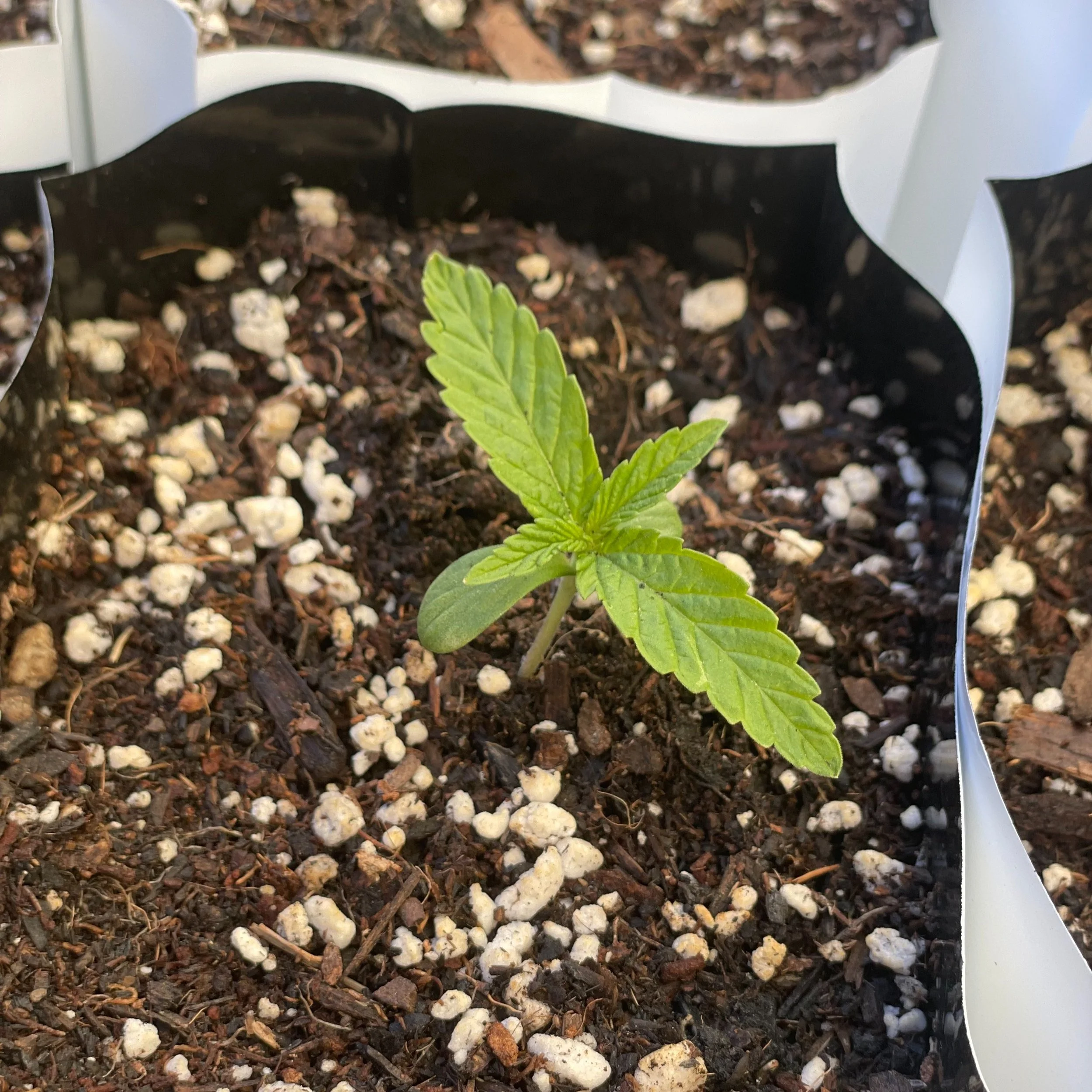 GERMINATE YOUR CANNABIS SEEDS IN 3 DAYS