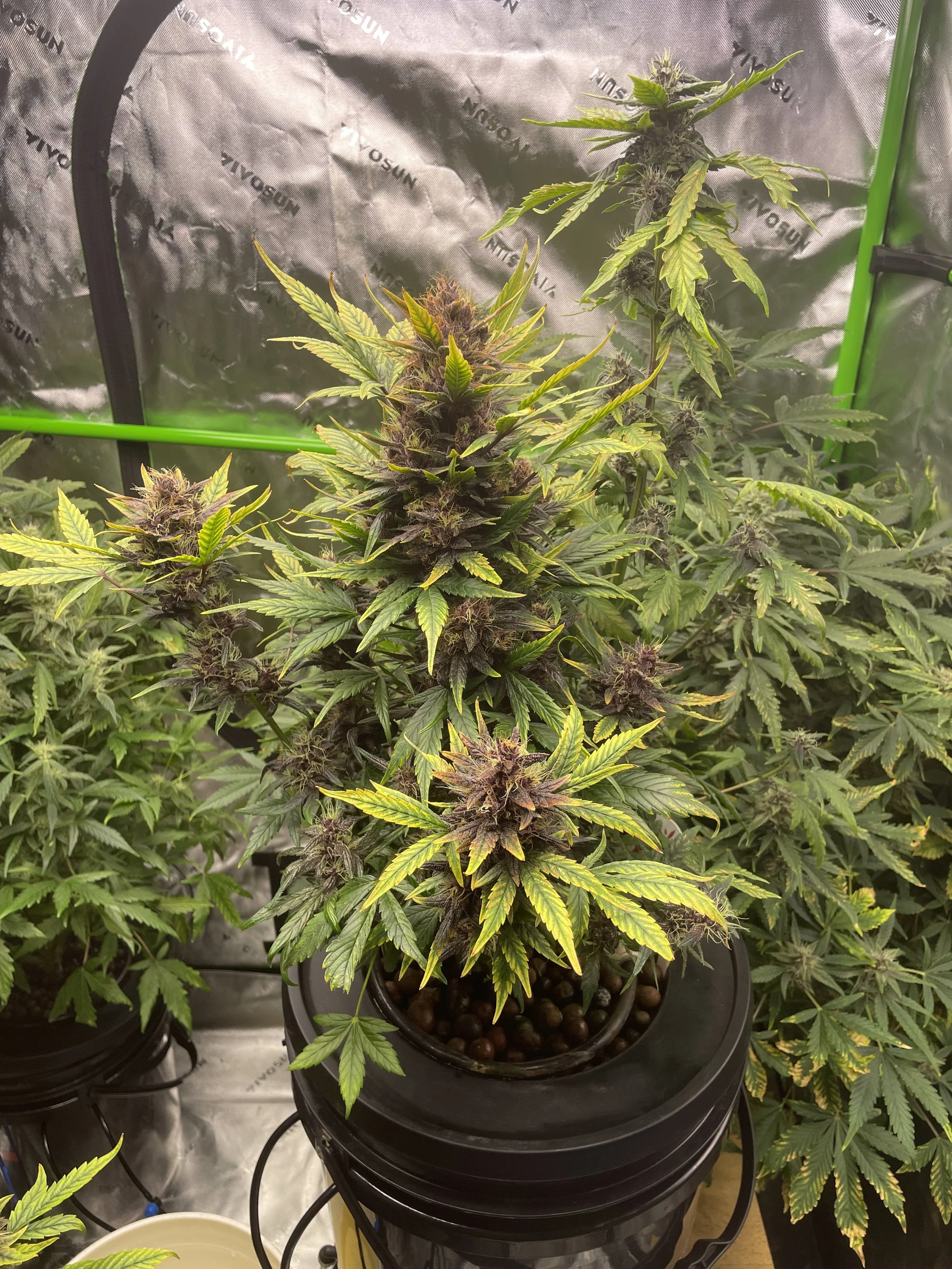 Cannabis Indoor Growing Class - Prevention: a key word in Cannabis growing