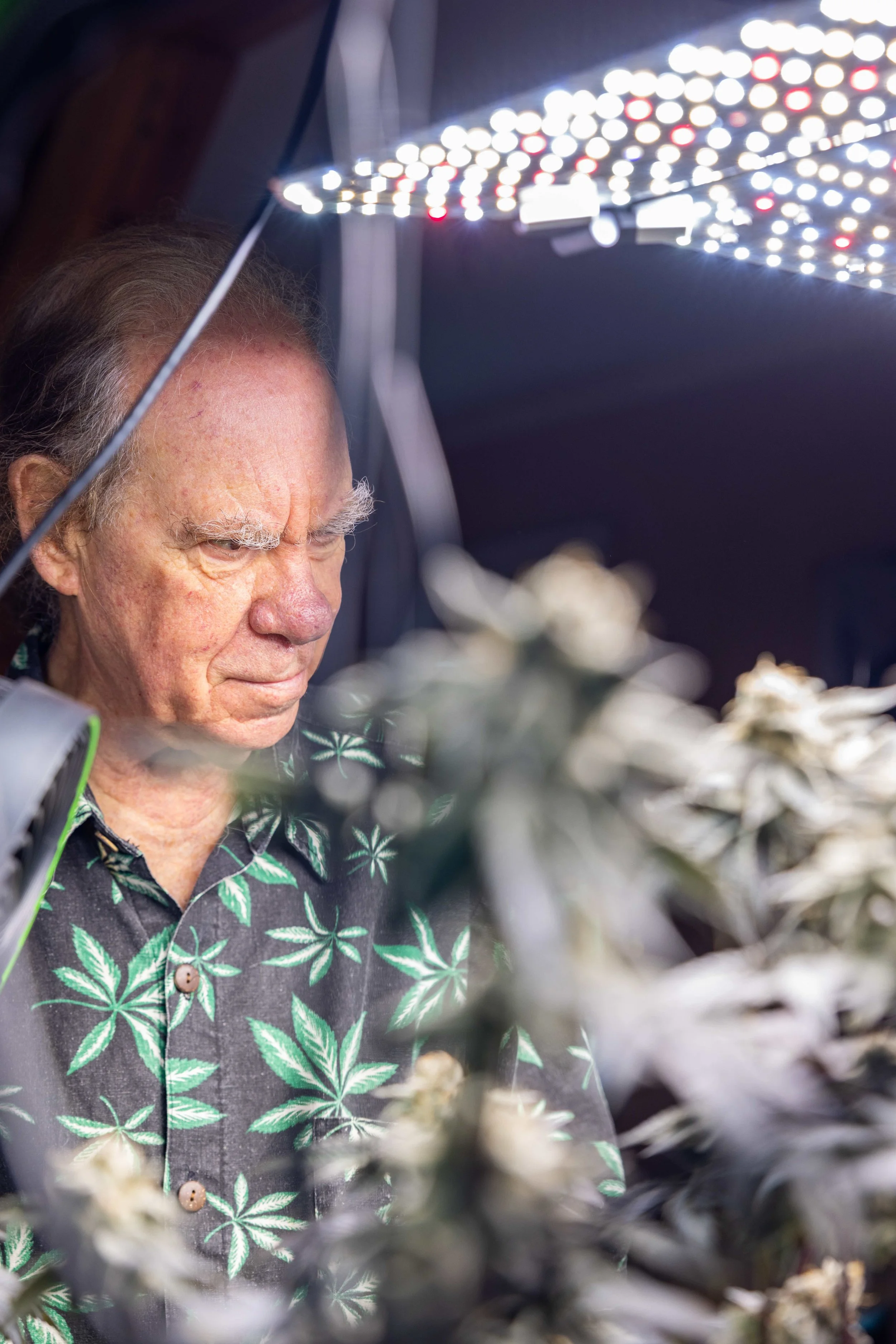 Triploid Cannabis: The Seedless Future of High-Yield Growing