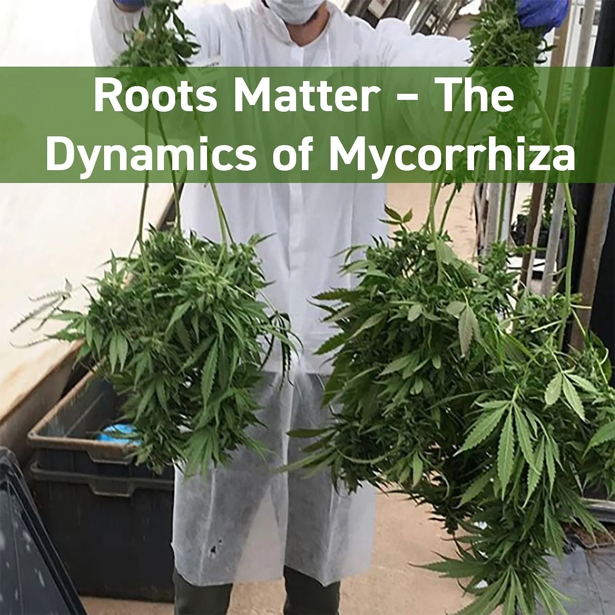 People ask me all the time what my best grow secrets are 🌱

One thing that has truly changed the game for me is adding beneficial mycorrhizal mycorrhizal fungi and bacteria to my soil. They work like a second root system&mdash;helping your plants ta