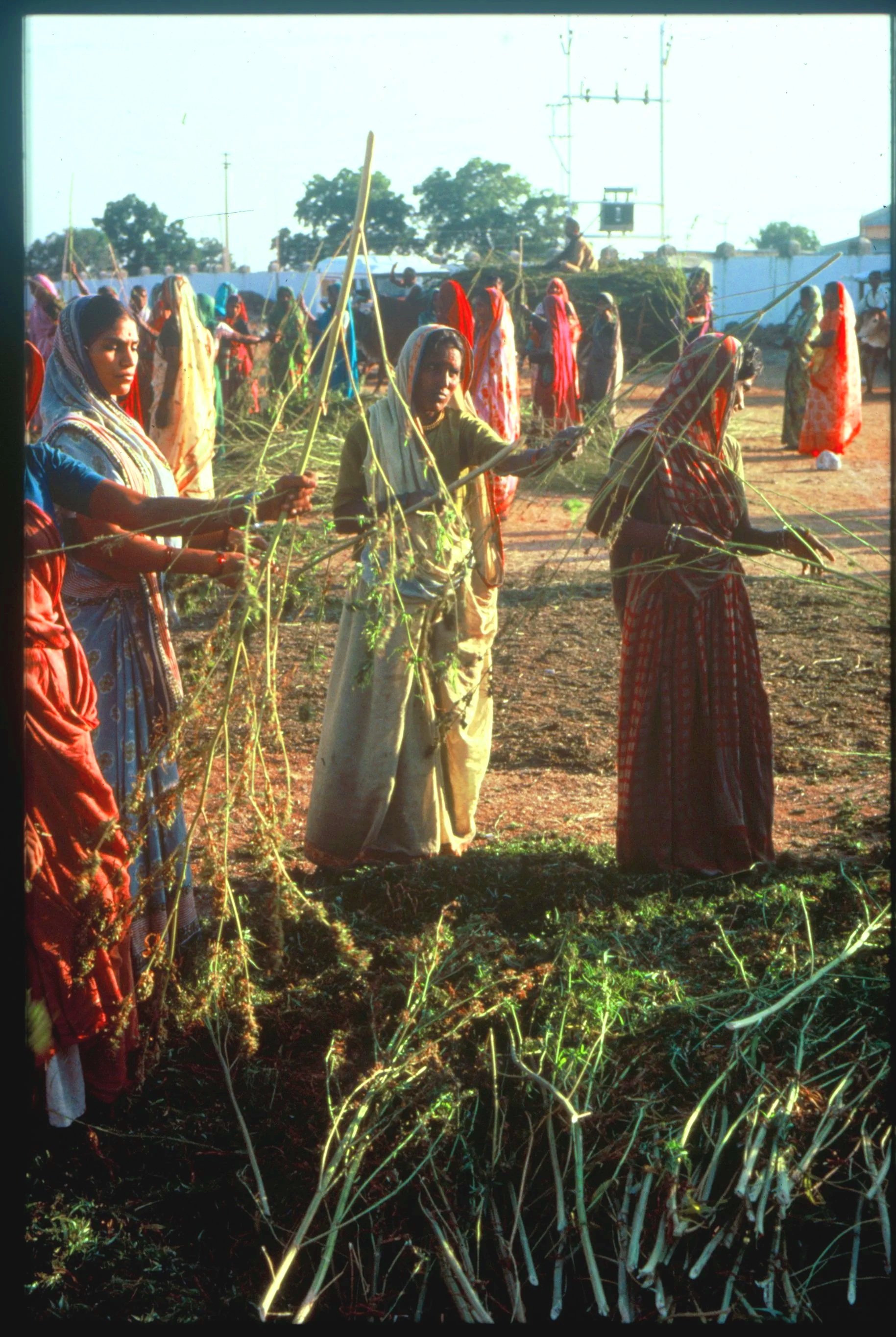 Women stripping freshly harvested cannabis plants at a legal ganja farm in India in 1981, when cannabis cultivation was regulated and permitted.