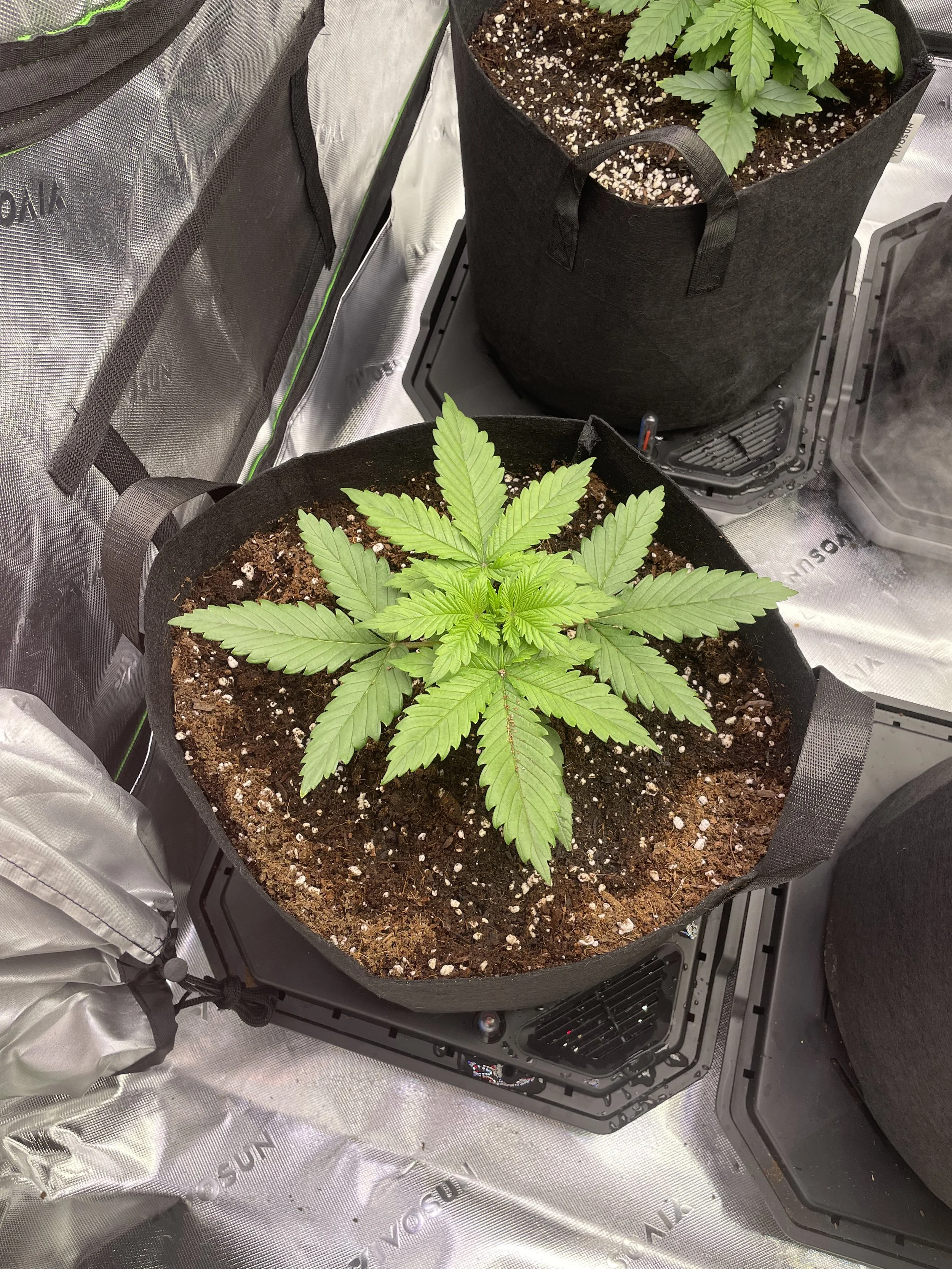 Healthy 4-week-old cannabis plant growing in a fabric pot inside a tent setup.