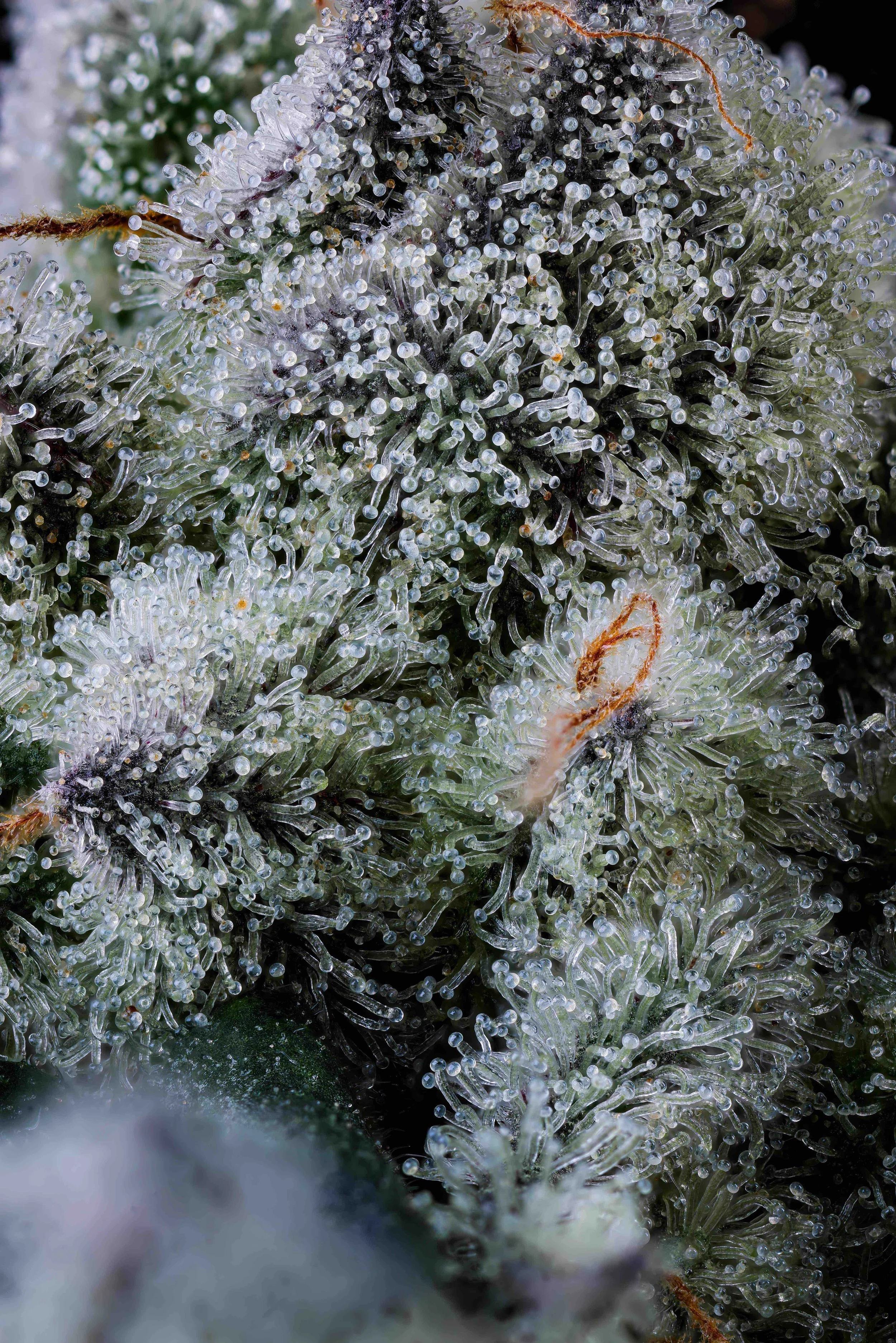Macro close-up of OG Kush Triploid by Humboldt Seed Company, showing dense capitate-stalked trichomes and heavy resin coverage — a modern triploid expression of the legendary OG Kush lineage.