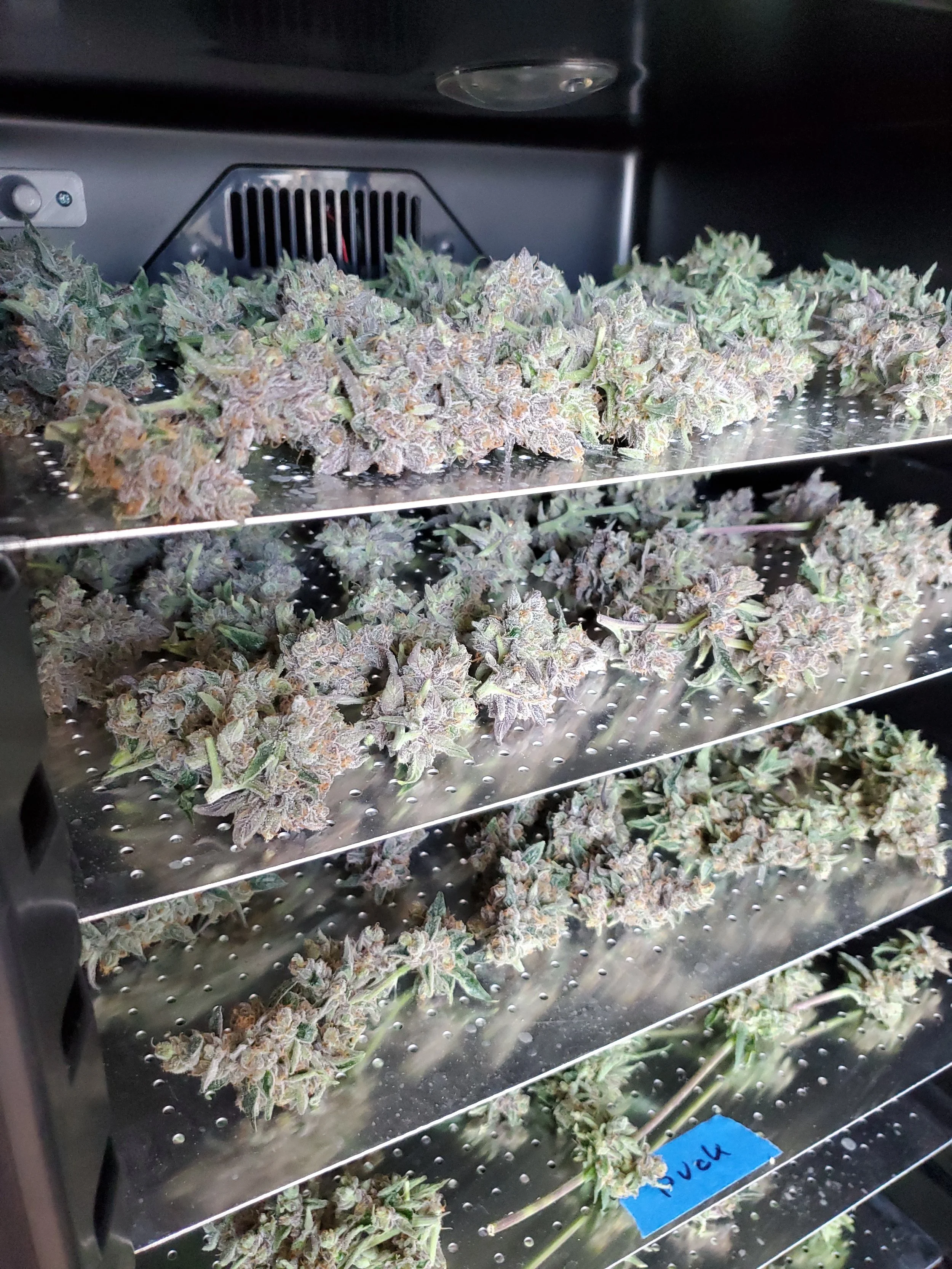 5 Ways Cannabis Harvesting Has Changed in the Last 8 Years By David Downs