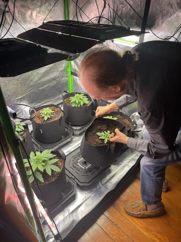 The Best Cannabis Tent Growing Tips: Easy Upgrades for Bigger Harvests