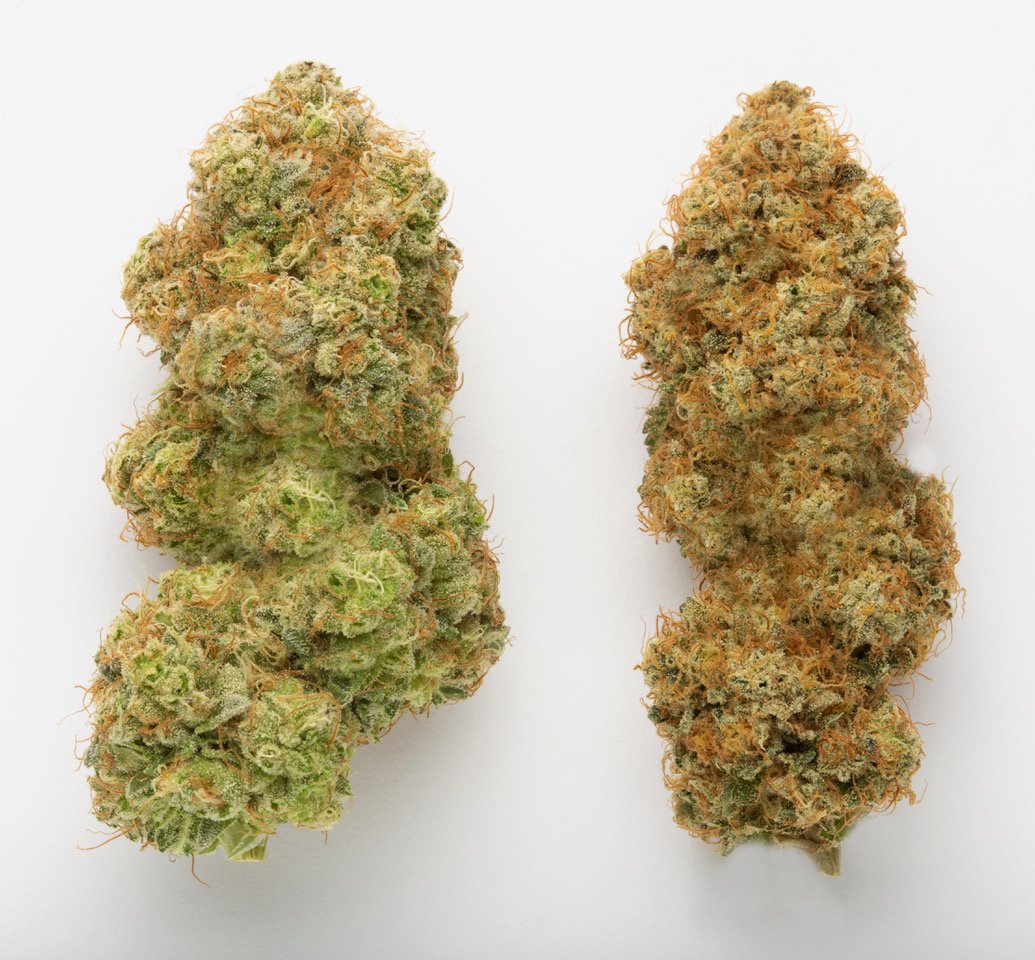 Cryo Cure cannabis drying and curing comparison showing Live Cured and Hy-Dry flower processed using automated post-harvest technology