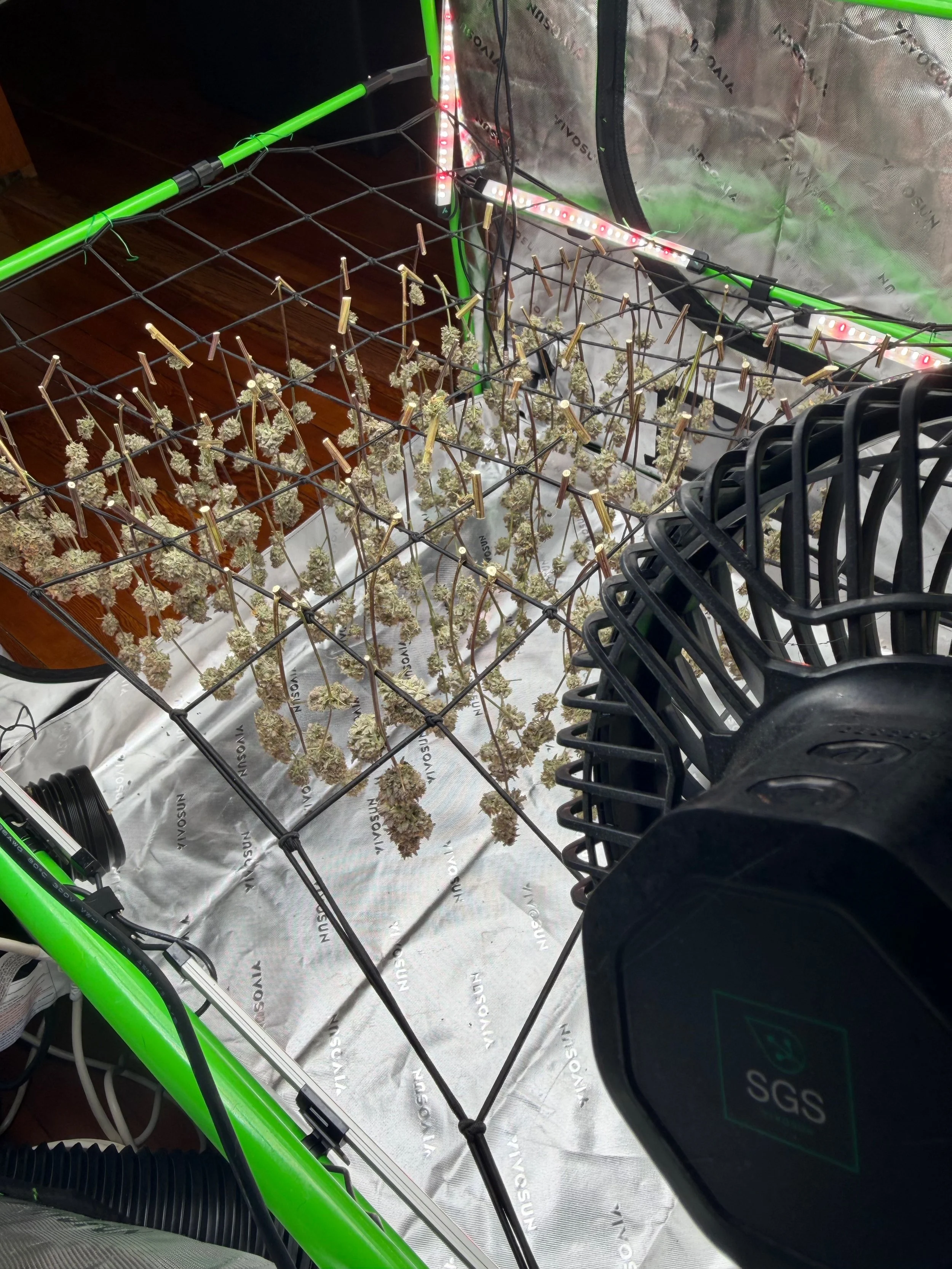Cannabis branches hanging from a trellis inside a grow tent, with a built-in circulation fan providing gentle airflow during drying.