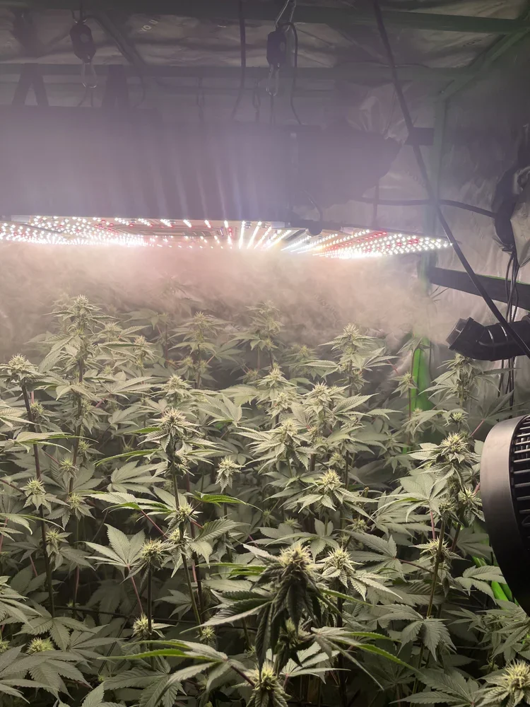 Flowering cannabis canopy inside a grow tent with humidifier mist balancing environment for dense resinous buds.