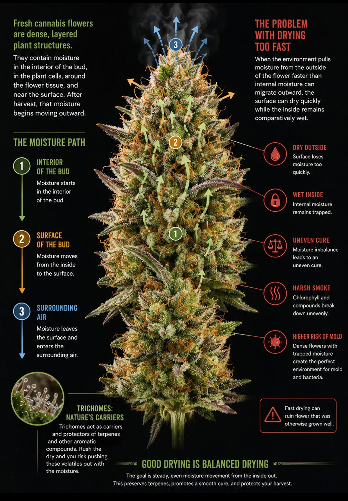 Tall infographic showing a natural cannabis cola with arrows illustrating moisture moving from the interior of the bud to the surface and into the surrounding air, alongside the risks of drying too quickly and guidance for balanced drying.