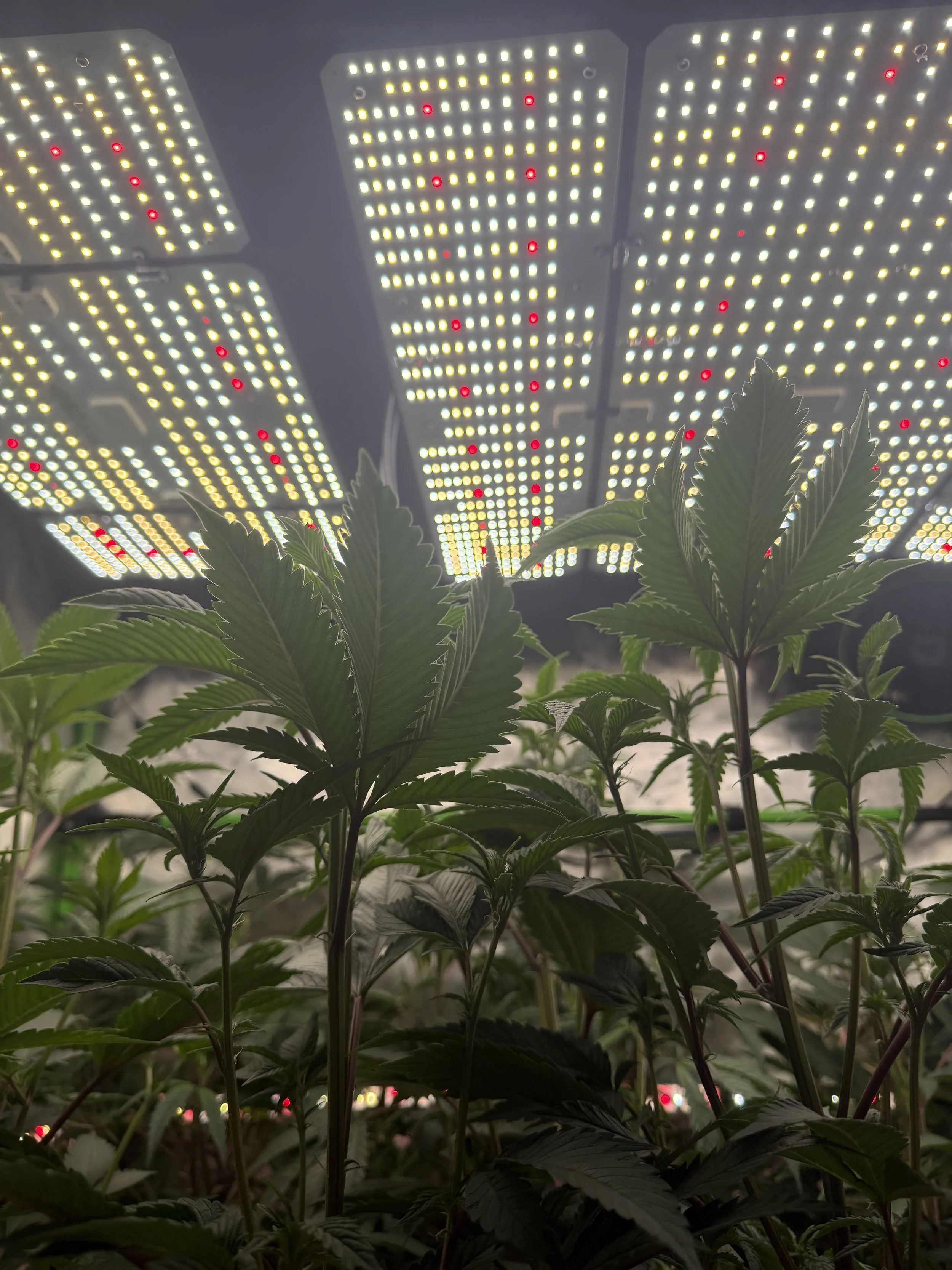 Upgrading Your Indoor Cannabis Lighting: How Our 400W + 200W + Side-Light System Transformed the Tent