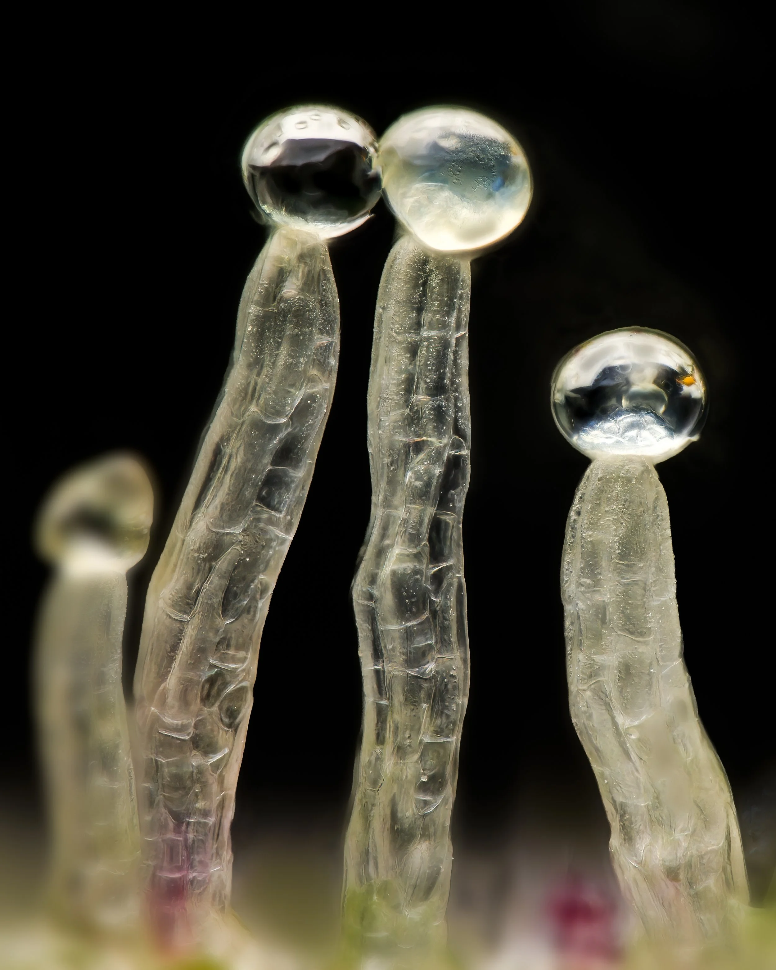 Macro image of cannabis trichomes showing stalked resin glands, which carry terpene-rich compounds that can be lost when drying temperatures are too high. Photo by Ginja.Club.