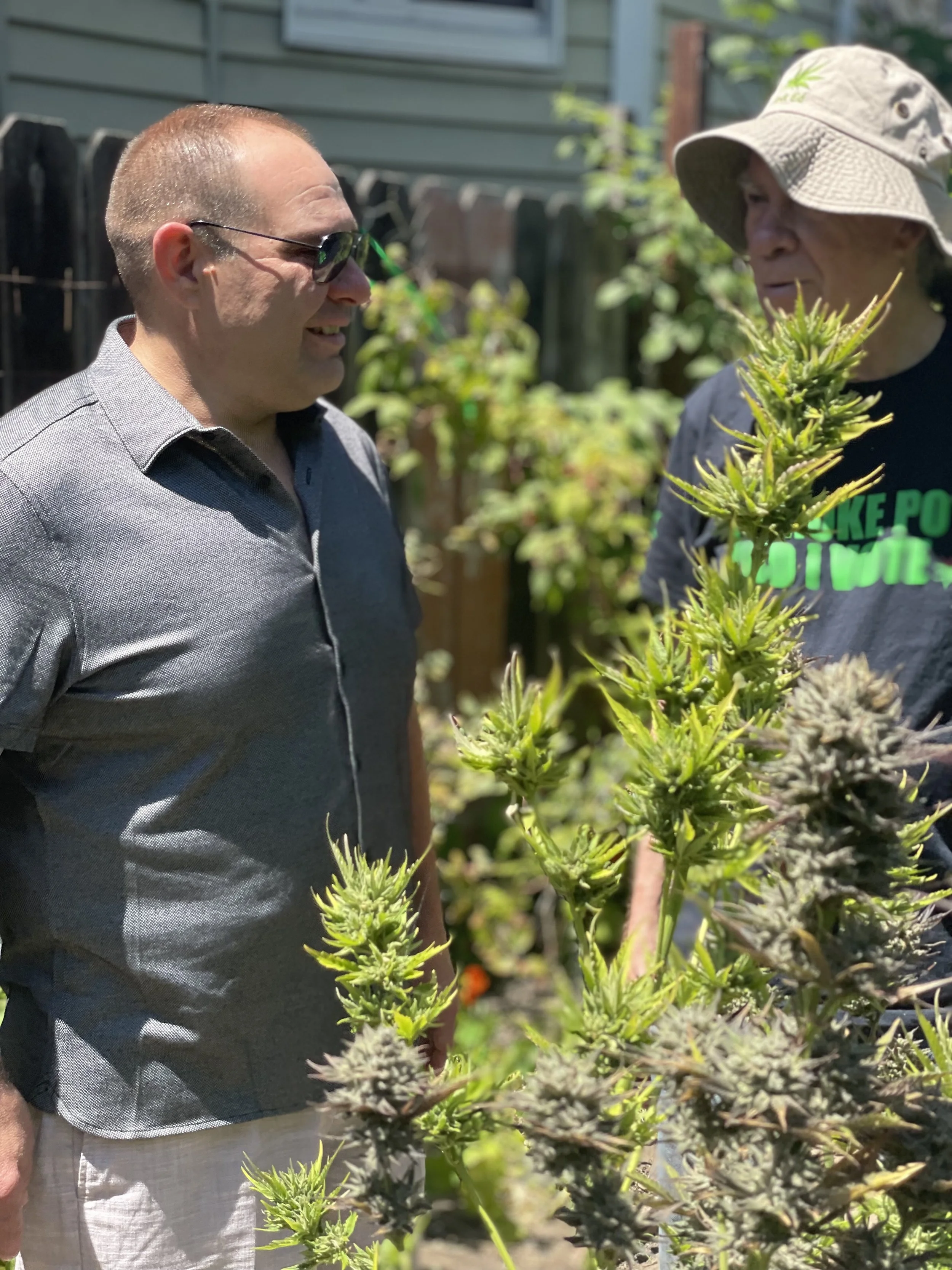 Frank from Purple Caper and Ed Rosenthal in an outdoor cannabis garden, talking about the benefits of DIY carbohydrate loaders for healthier, more productive blooms