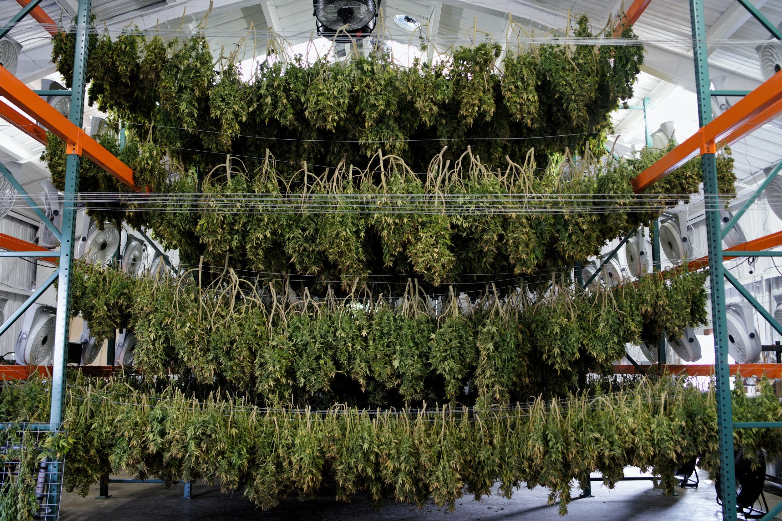 plants drying by Ed Rosenthal.jpeg