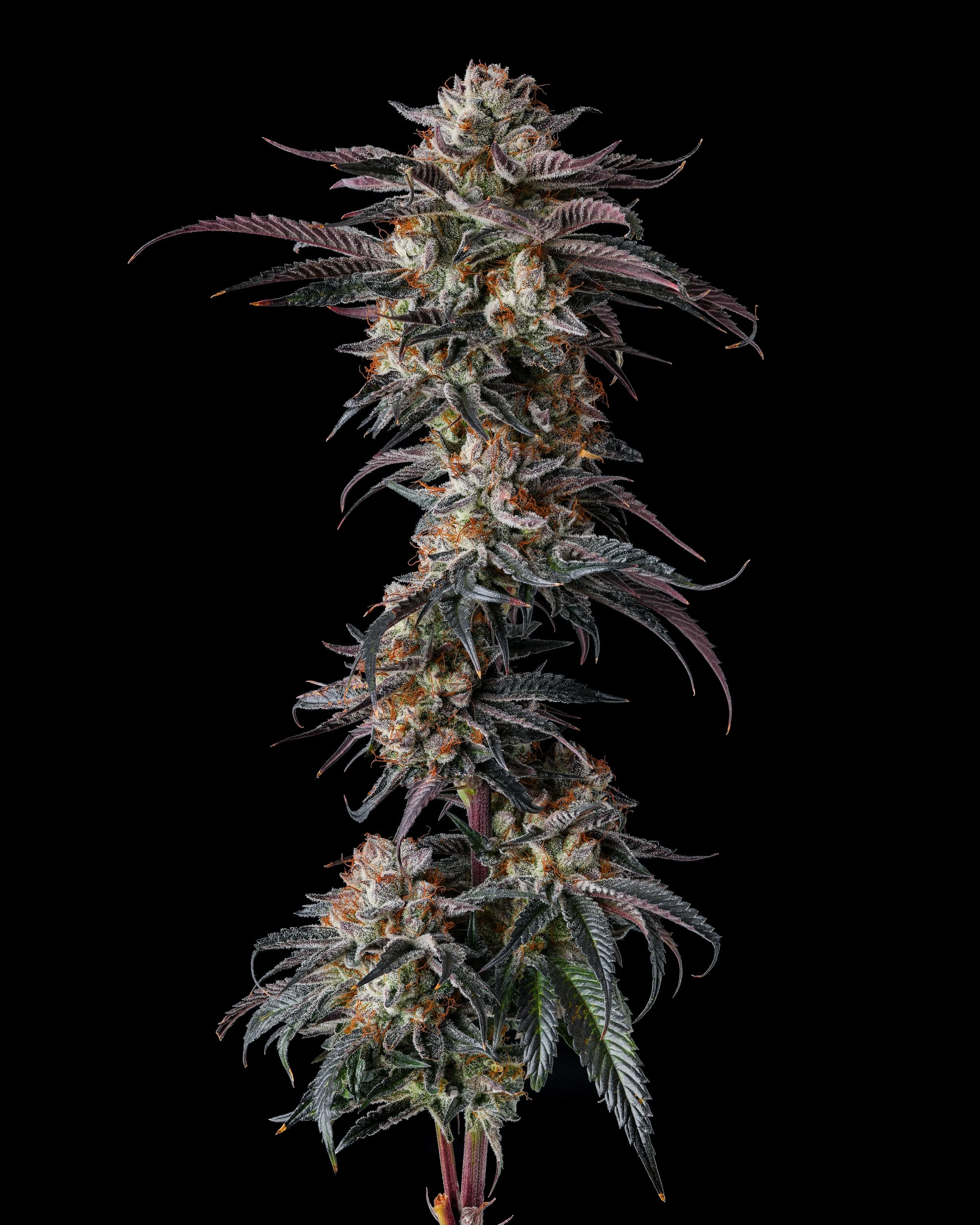 Strain Names Don’t Tell the Whole Story by CTU / Jeff Zorn