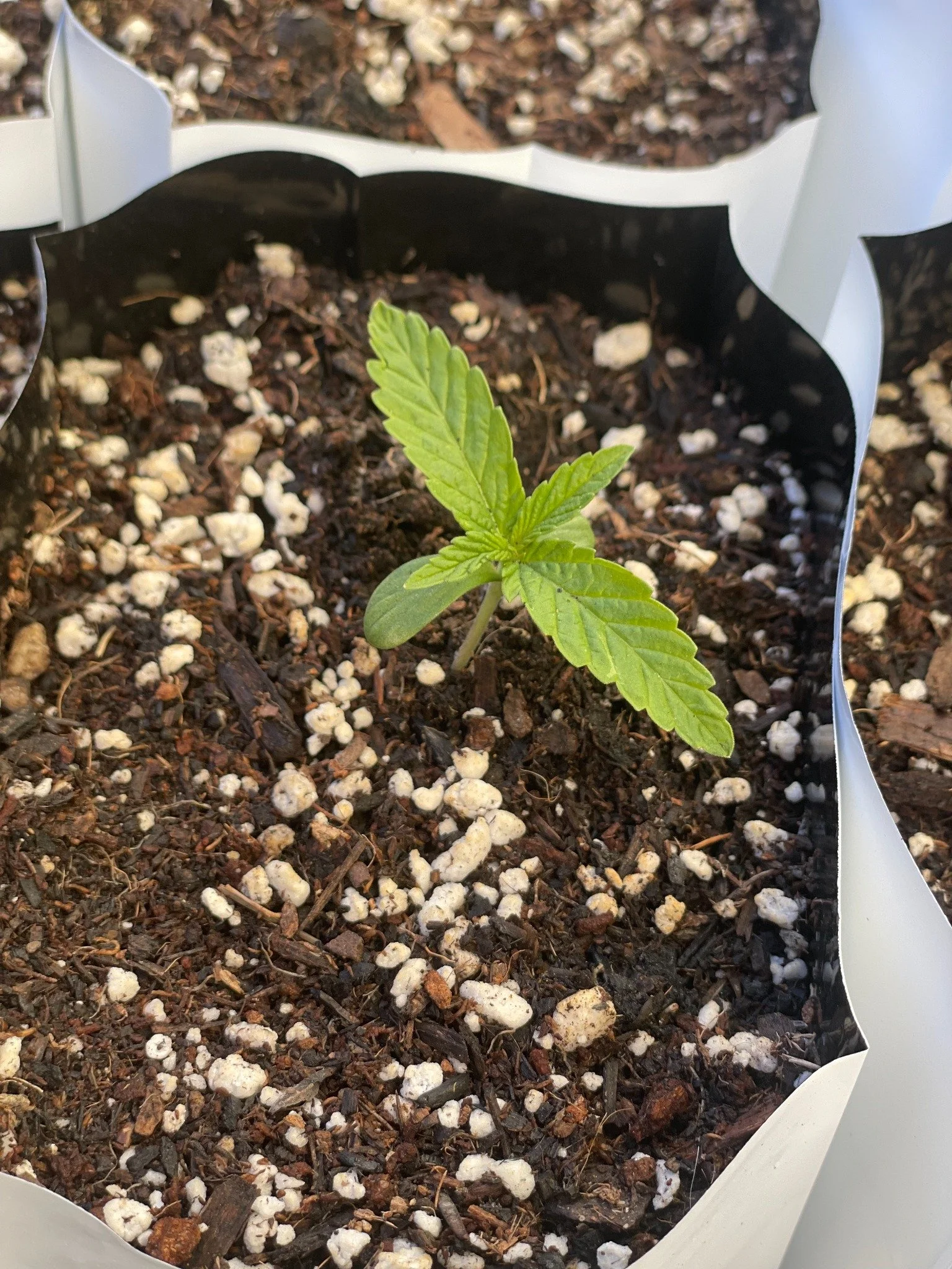 healthy cannabis seedling growing in soil with perlite in fabric container