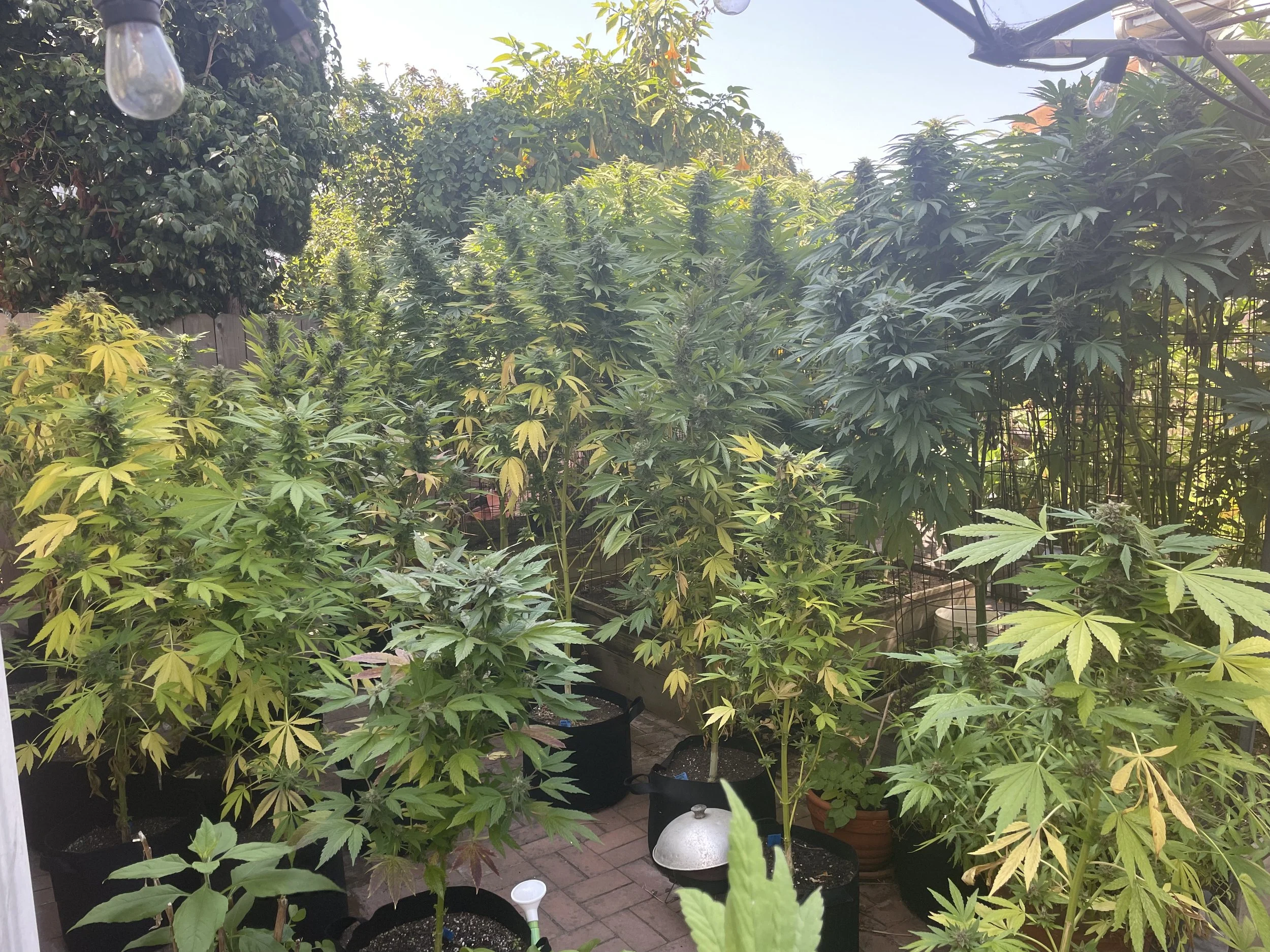 Outdoor cannabis plants in full bloom, demonstrating strong growth and dense flowers after being fed with Purple Caper’s homemade carbohydrate loader.