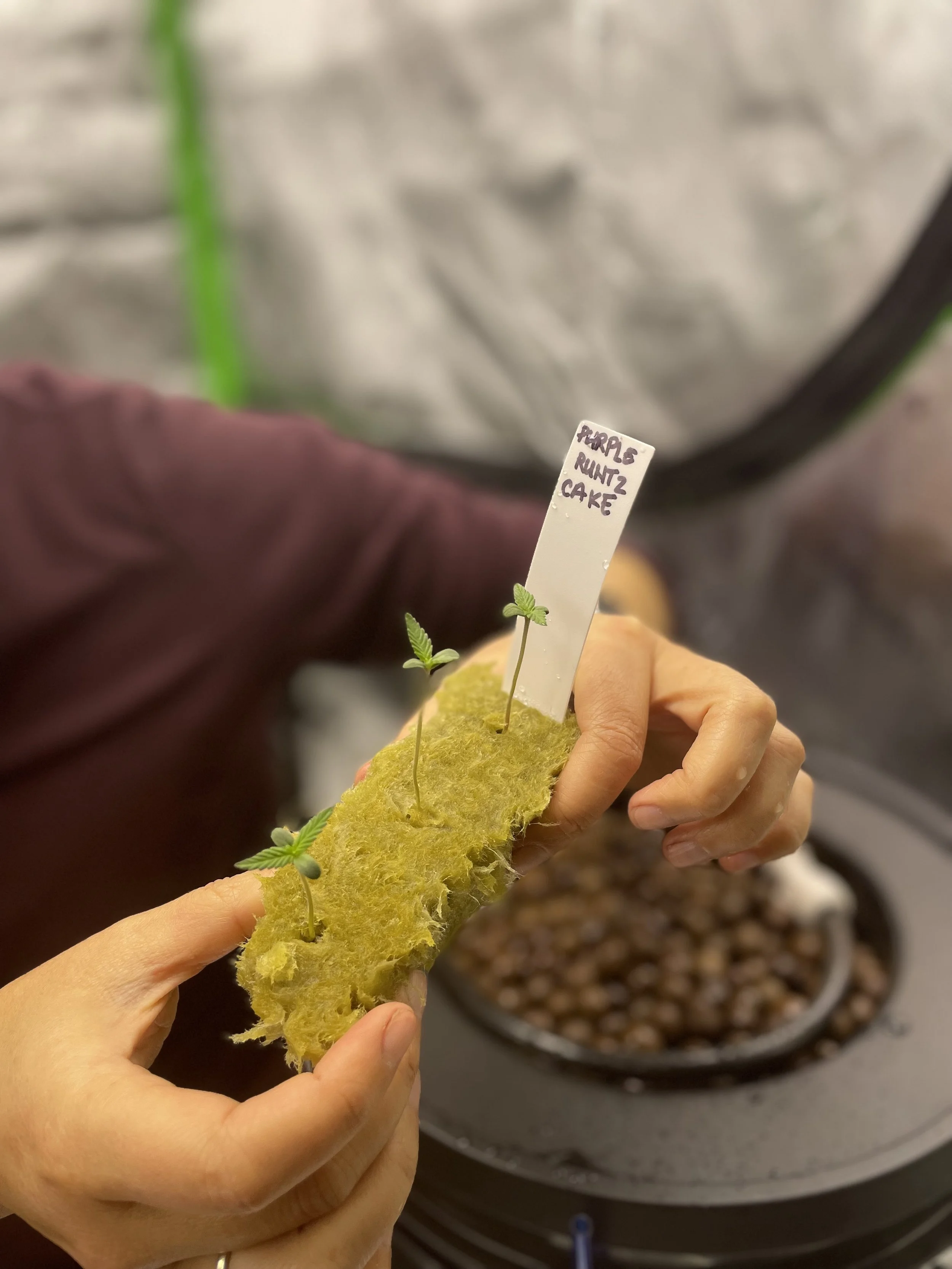 Cannabis Indoor Growing Class Part 1 - Germination