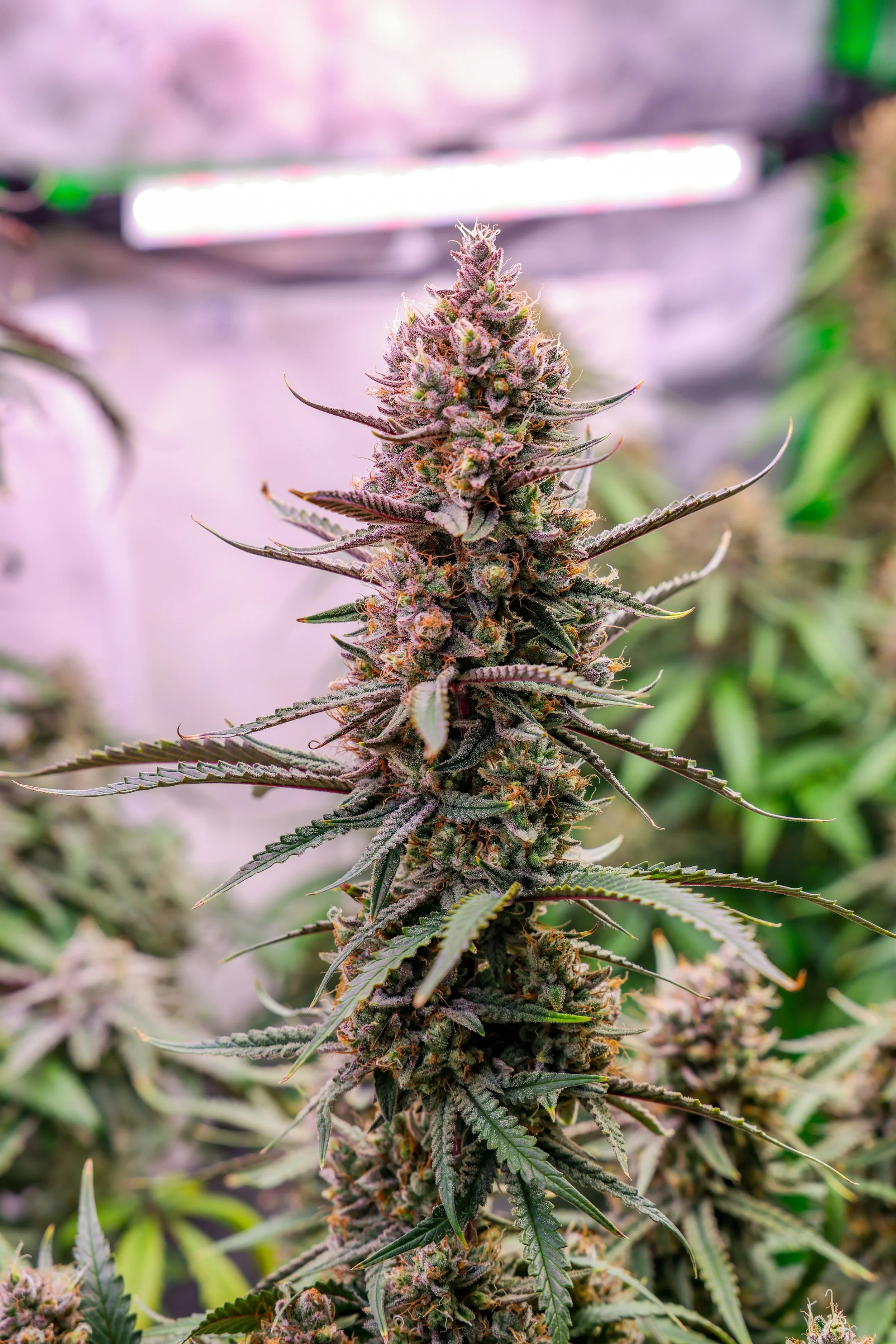 Cannabis Post-Harvest Control: Why Drying and Curing Matter as Much as the Grow