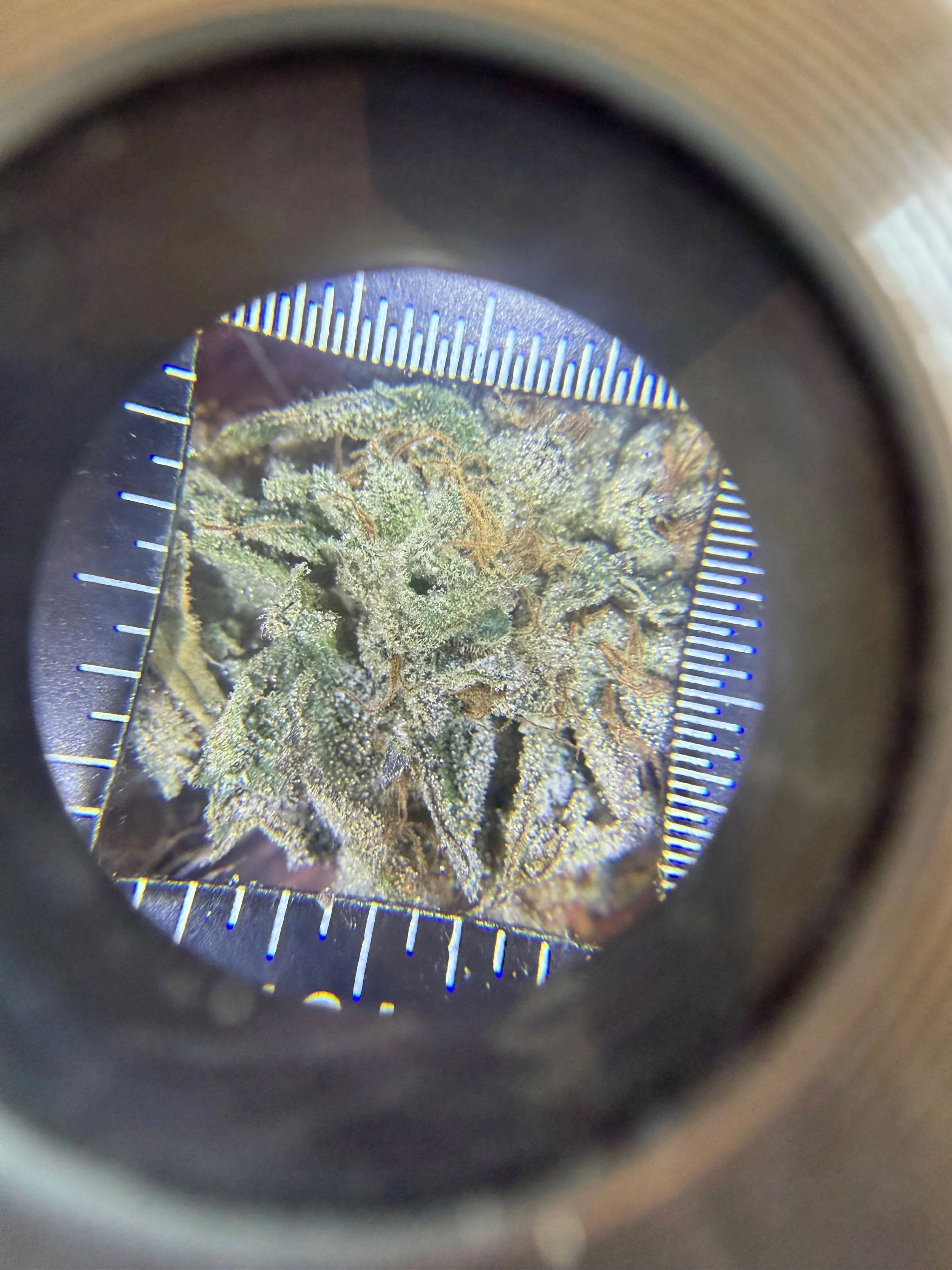 Close-up view of a cannabis flower through a loupe showing trichome coverage after drying and curing