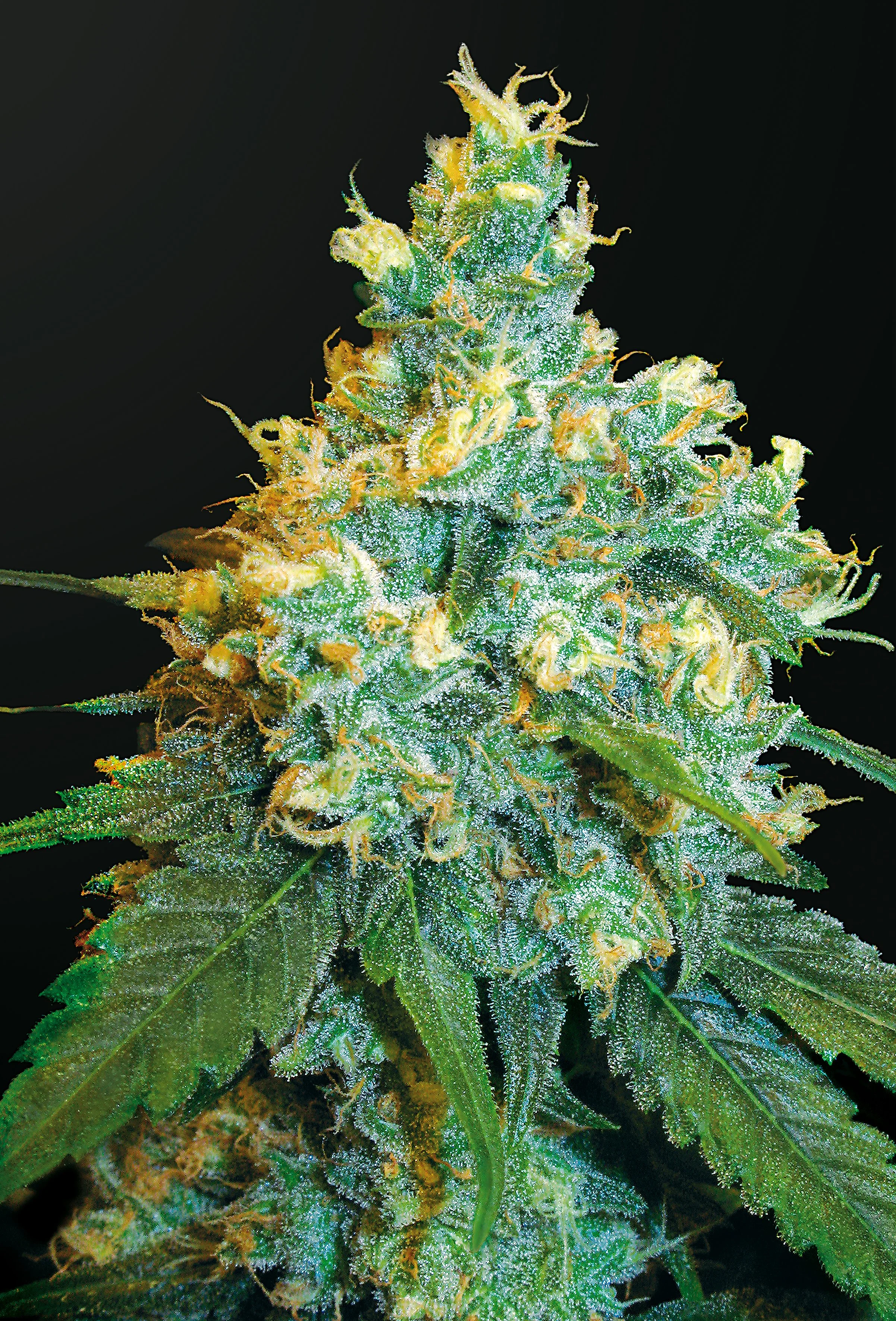 Close-up of Jack Herer cannabis flower showcasing dense, resin-coated buds with vibrant orange pistils and heavy trichome coverage against a dark background.