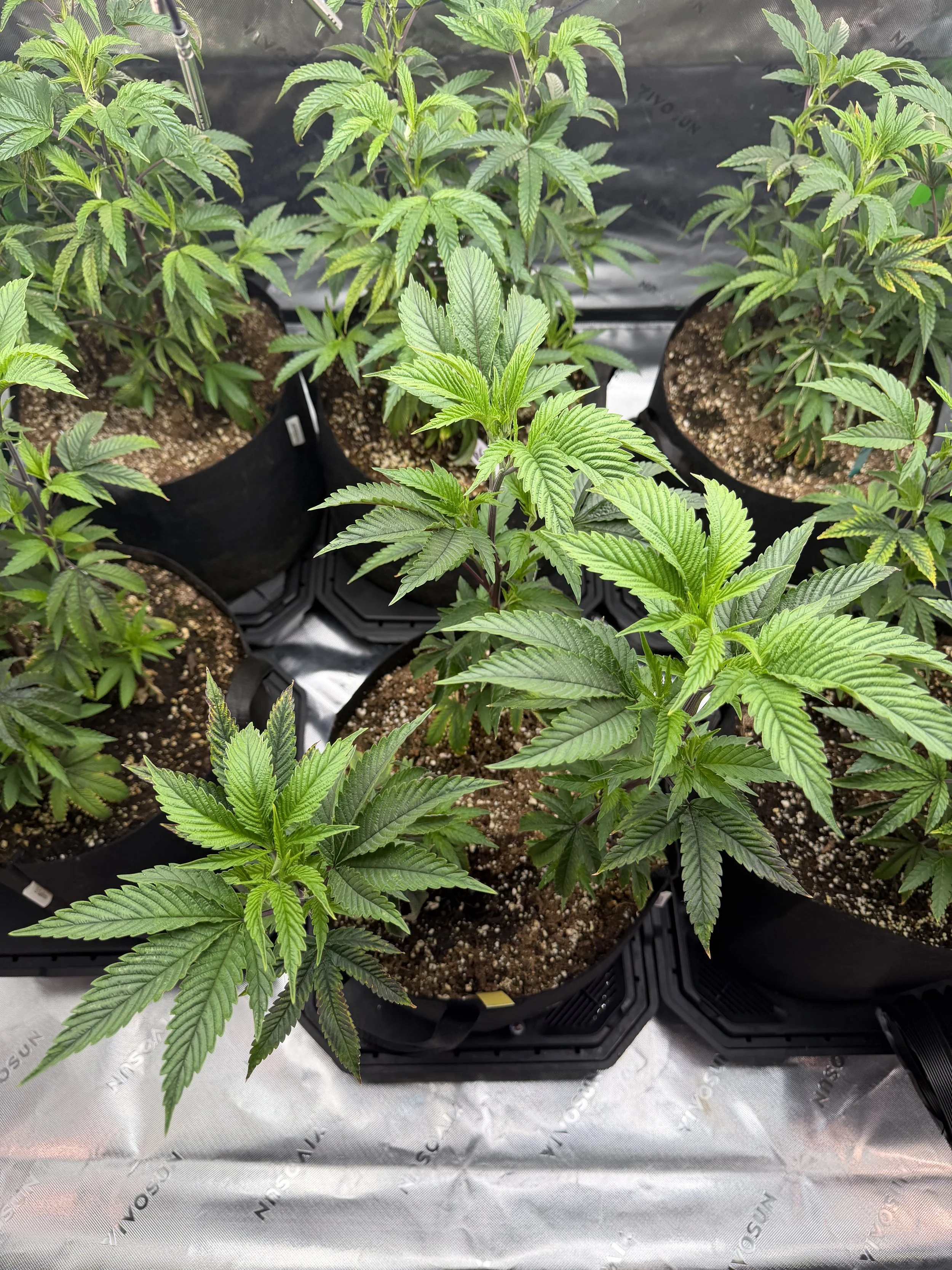 Rebuilding the Grow Tent After Harvest: How We Set Up Our Winter Indoor Cannabis Garden