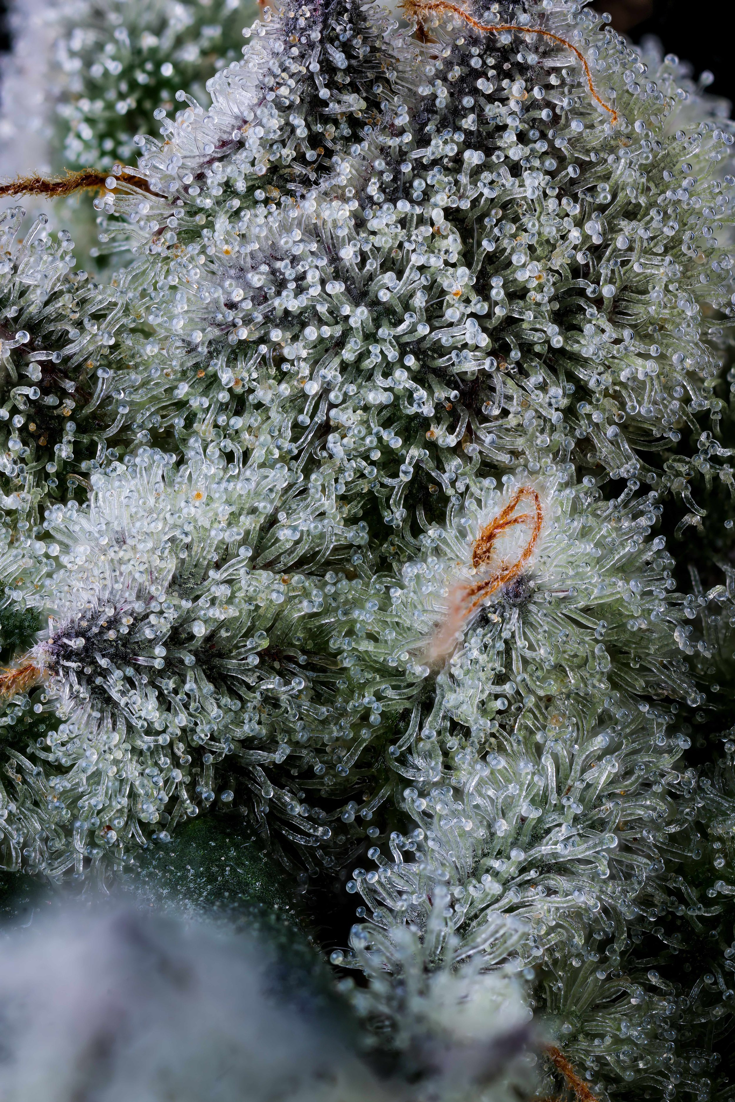 Not All Cannabis Highs Come From THC By Jeff Zorn / CTU