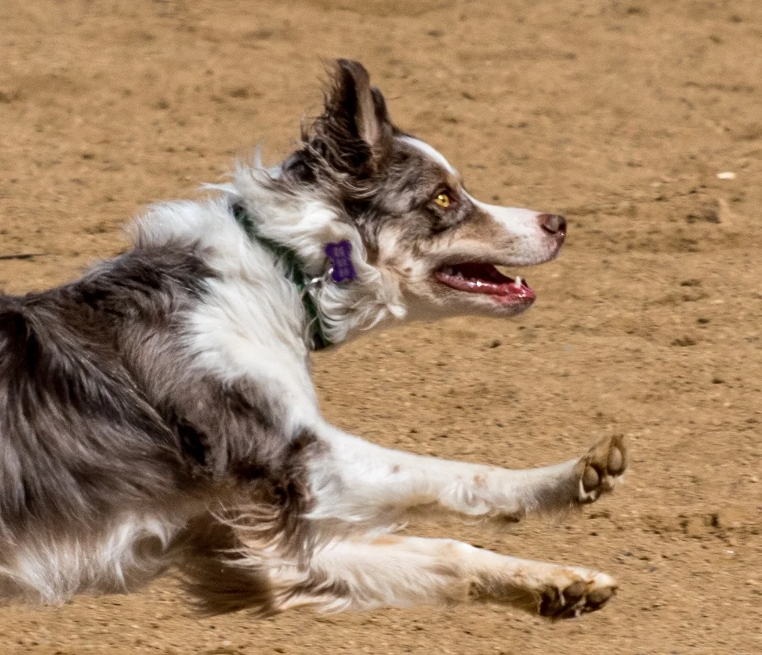 Dash For Daylight photo taken at 30 yds - even at super zoom, this flying cattle dog is sharp